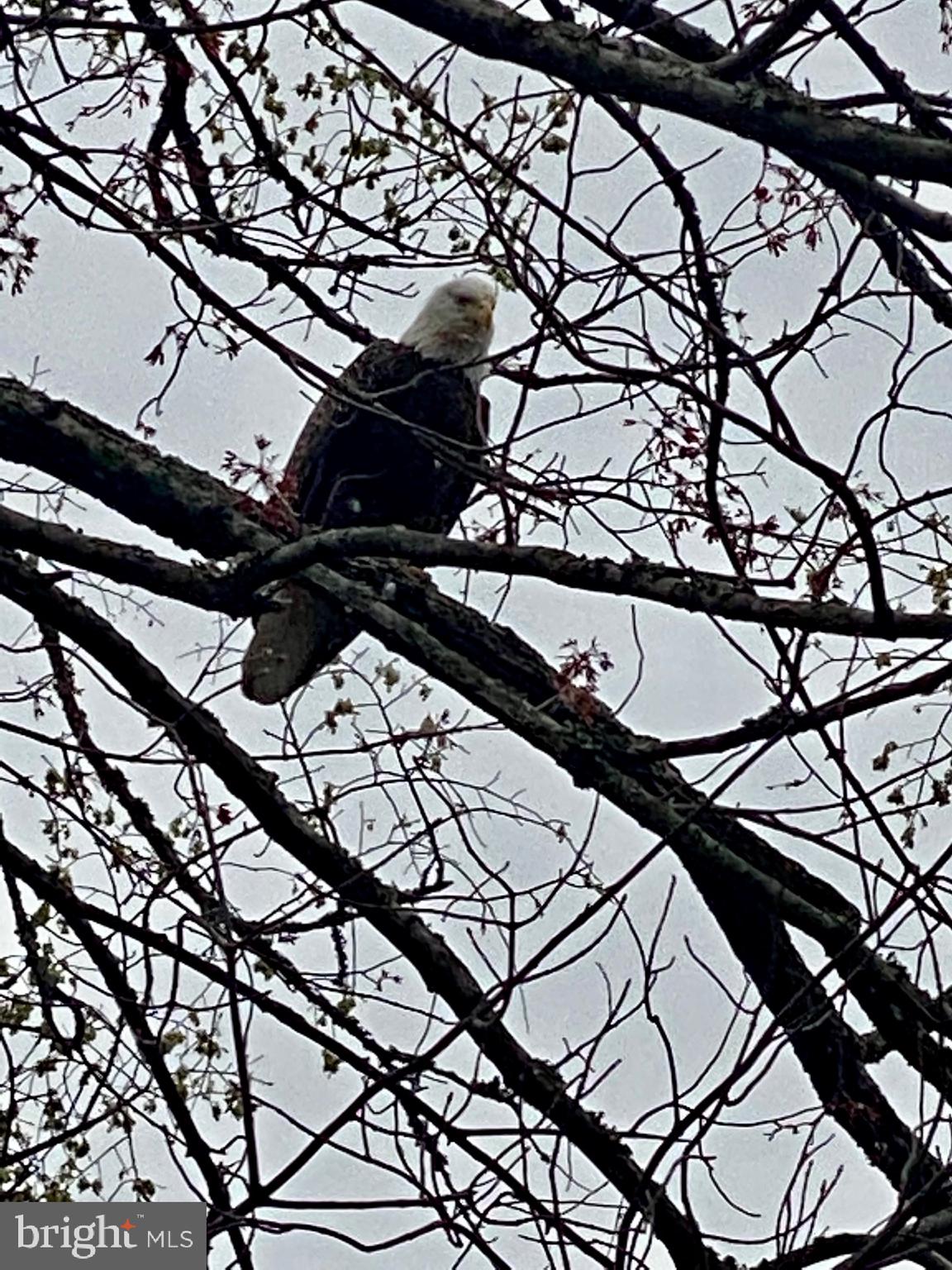 CEDAR HILL - Residential