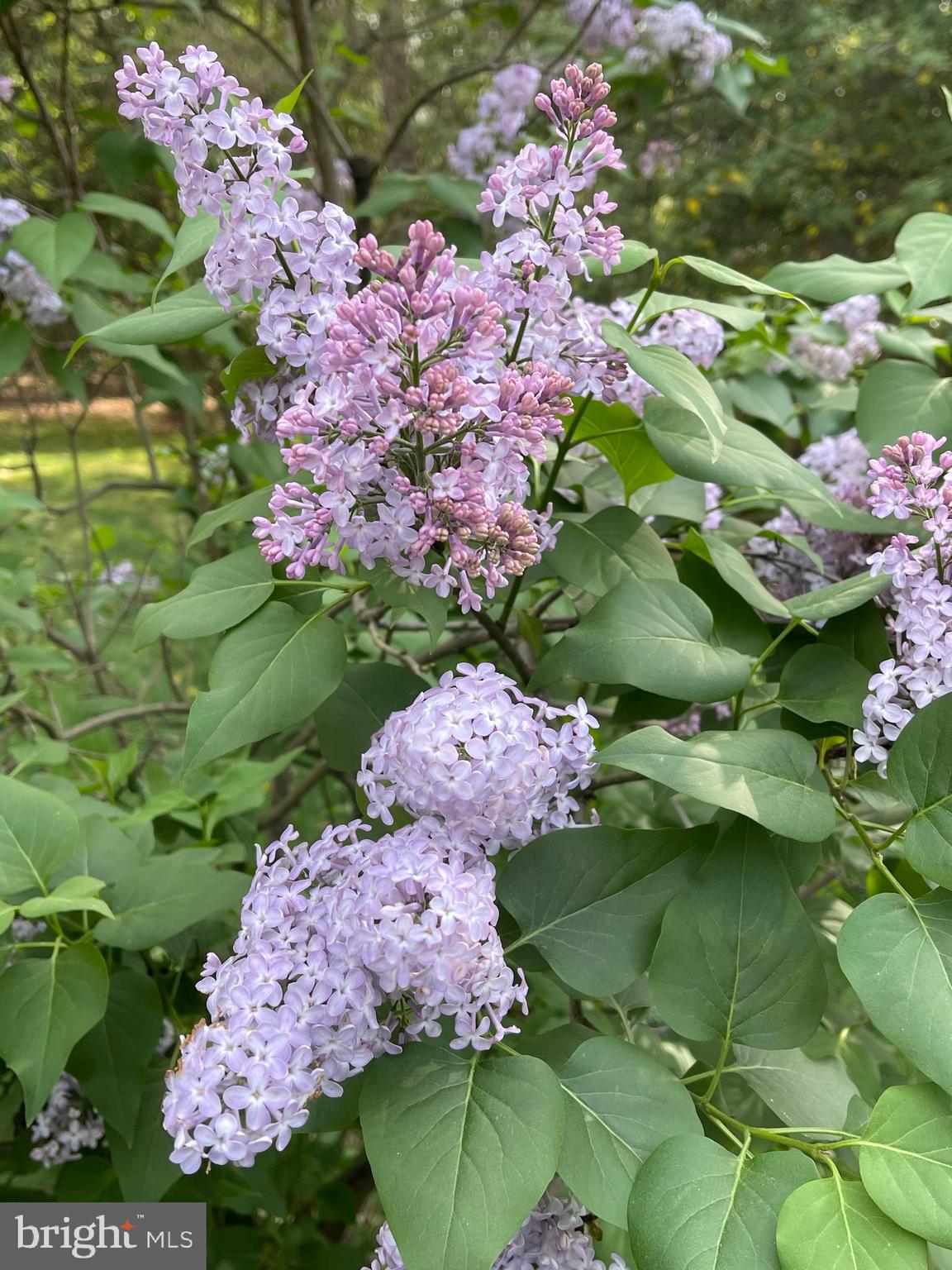 OAKTON RIDGE - Residential