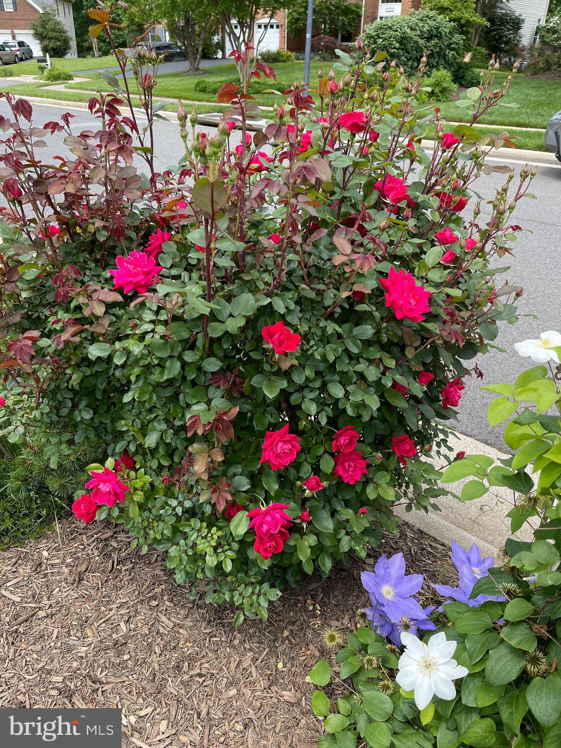 OAKTON RIDGE - Residential