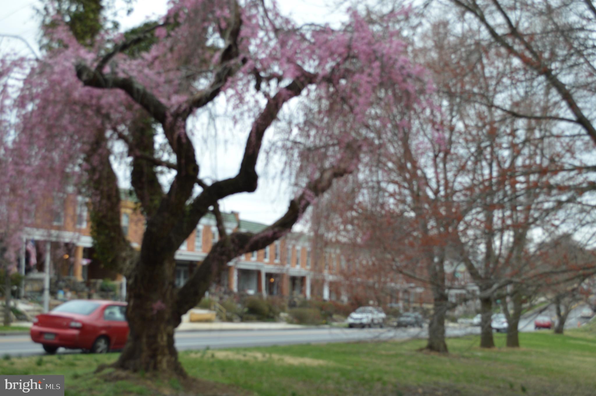 LITTLE FLOWER - Residential