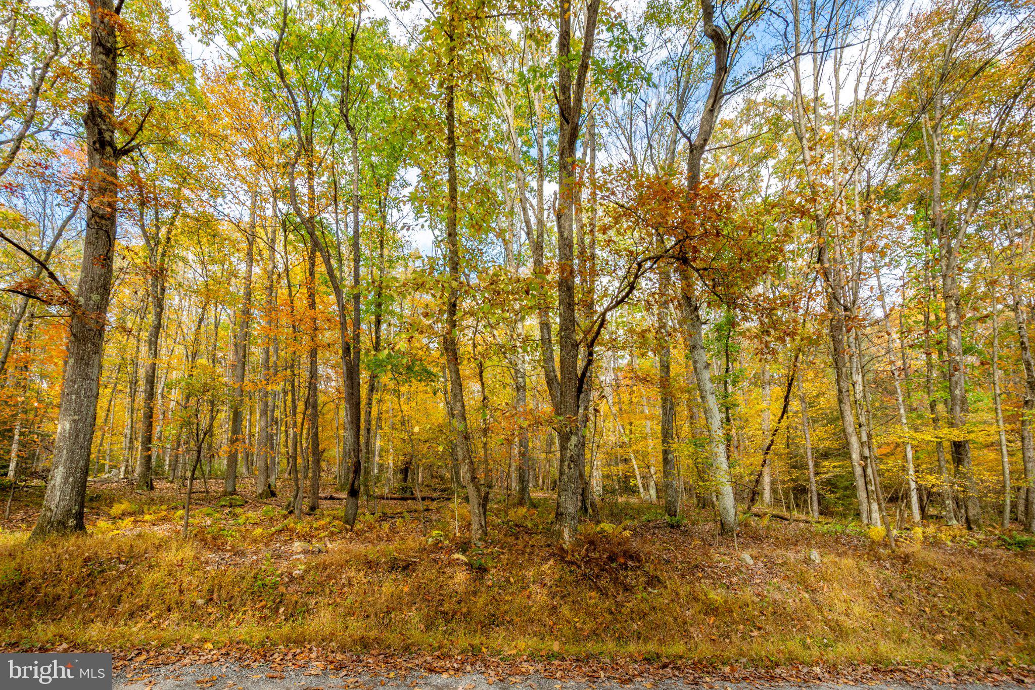 FAWN DRIVE