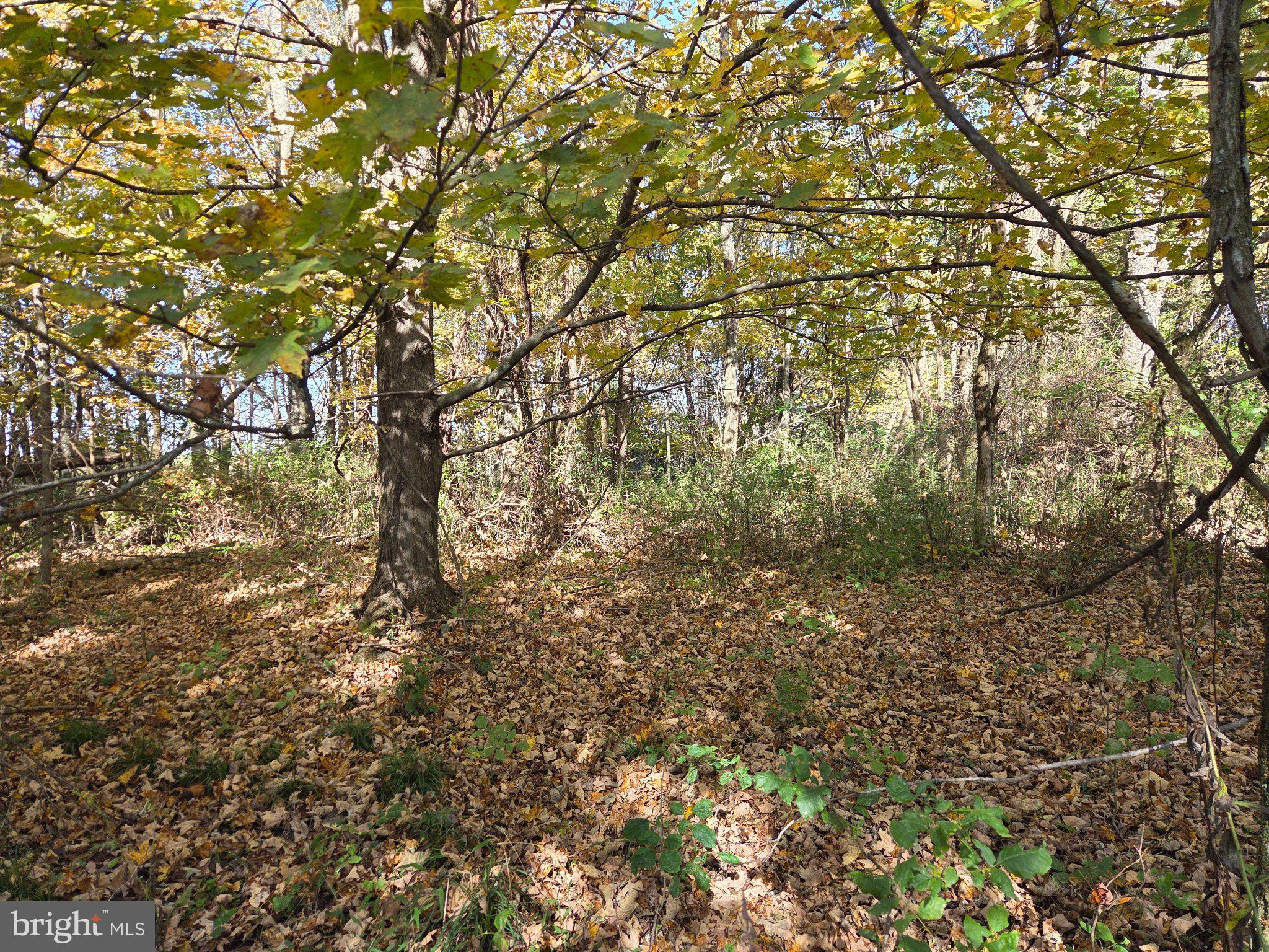 00 BLACK WALNUT ROAD