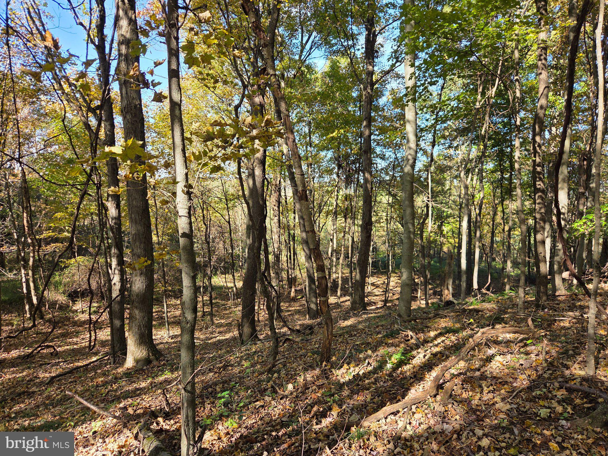 00 BLACK WALNUT ROAD