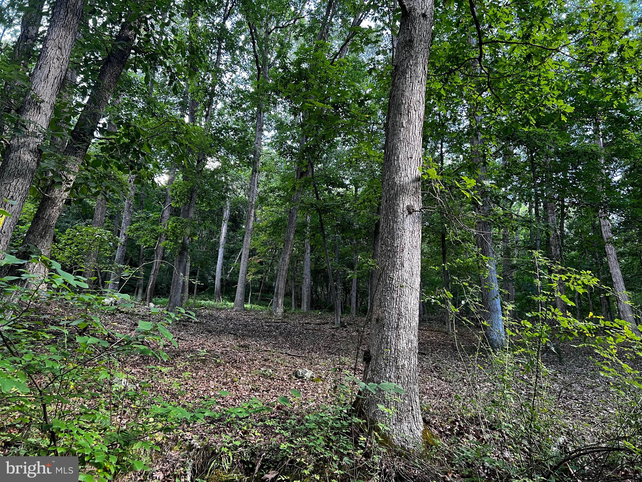 LOST RIVER MOUNTAIN - Land