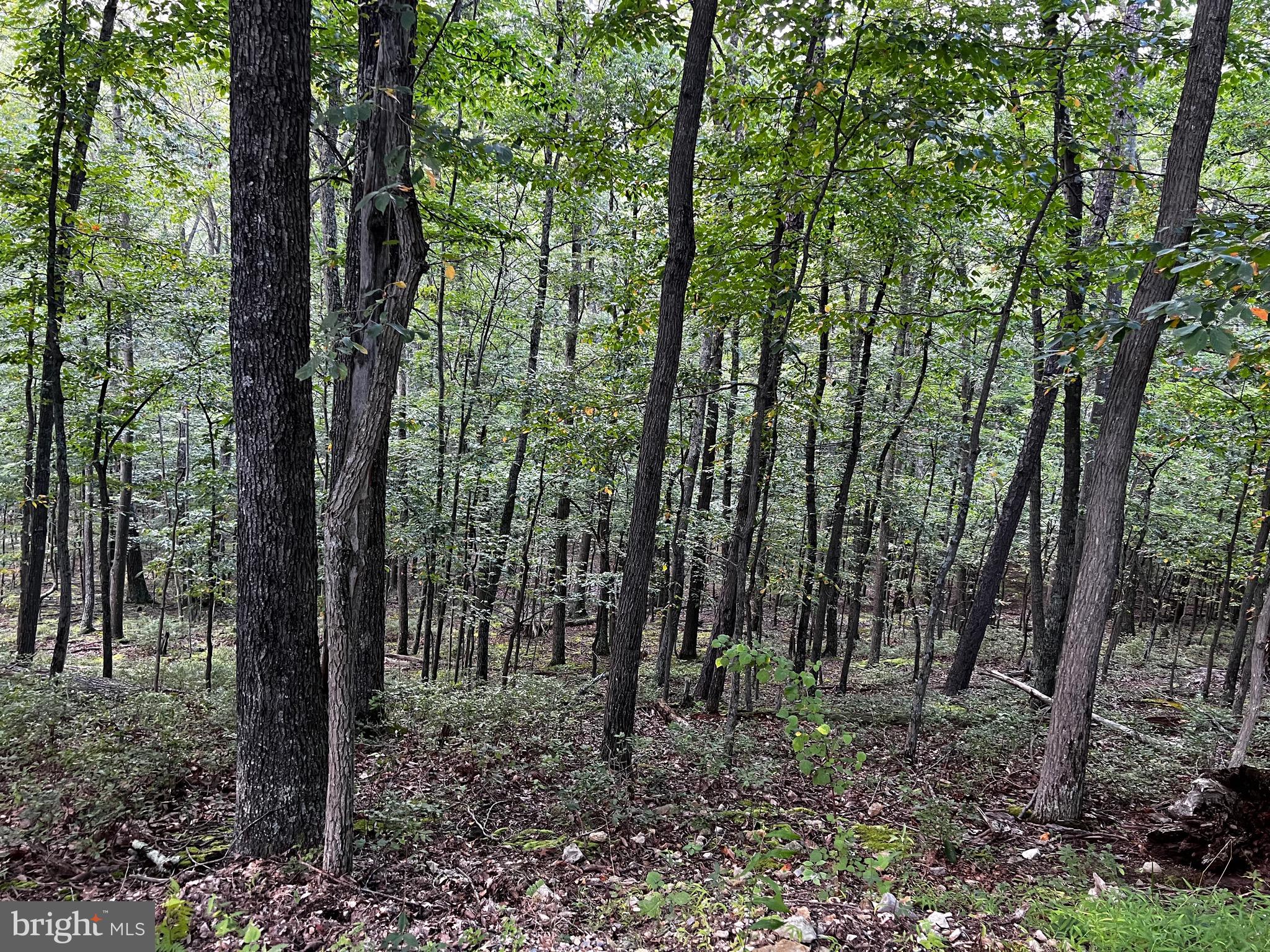 LOST RIVER MOUNTAIN - Land