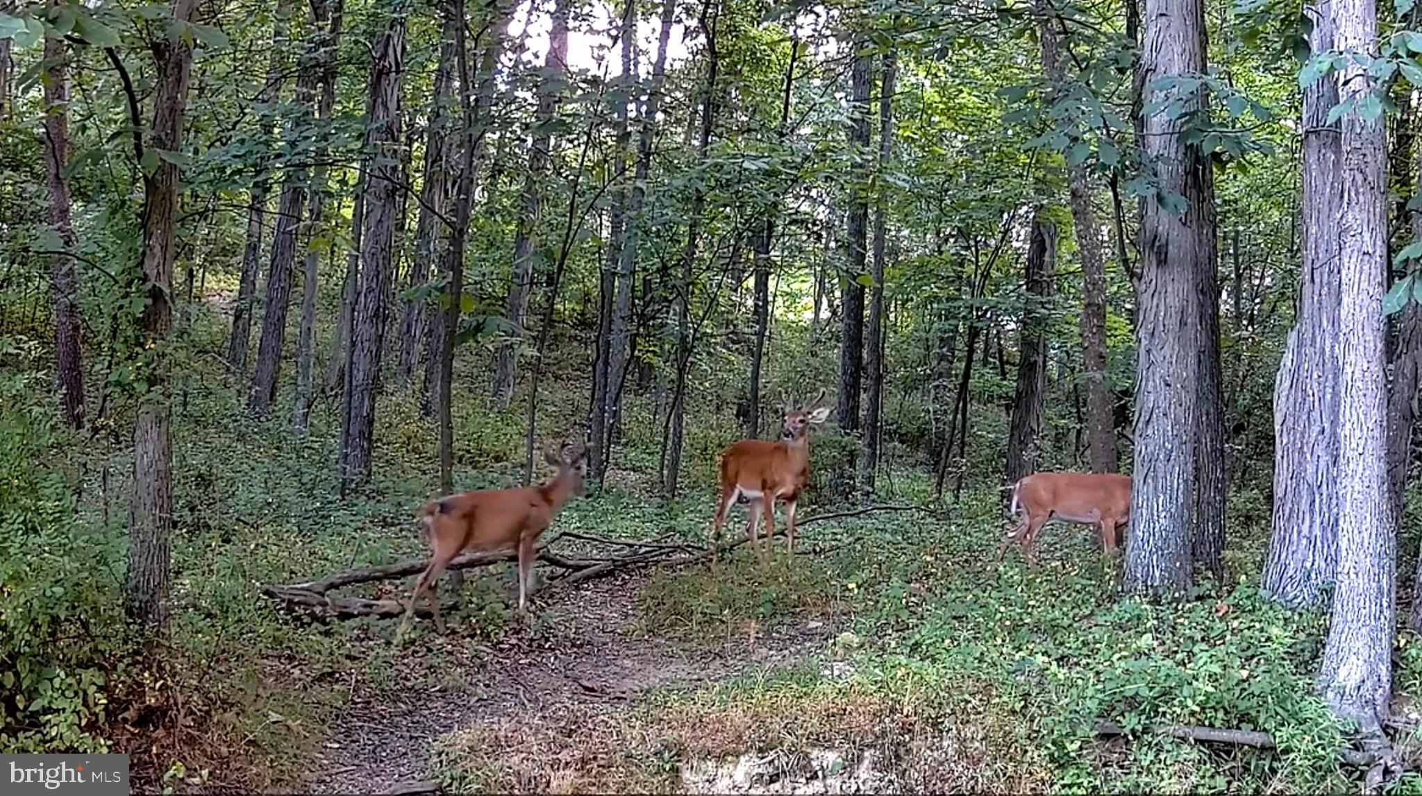 MAYERS SUMMIT - Residential