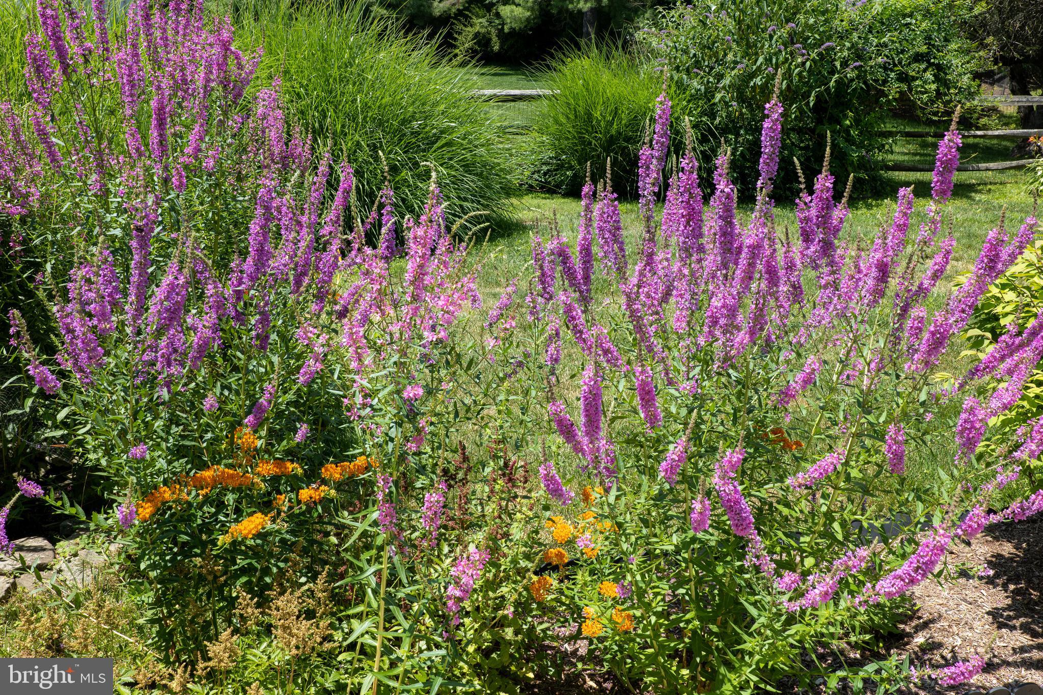 STEVENSON - Residential