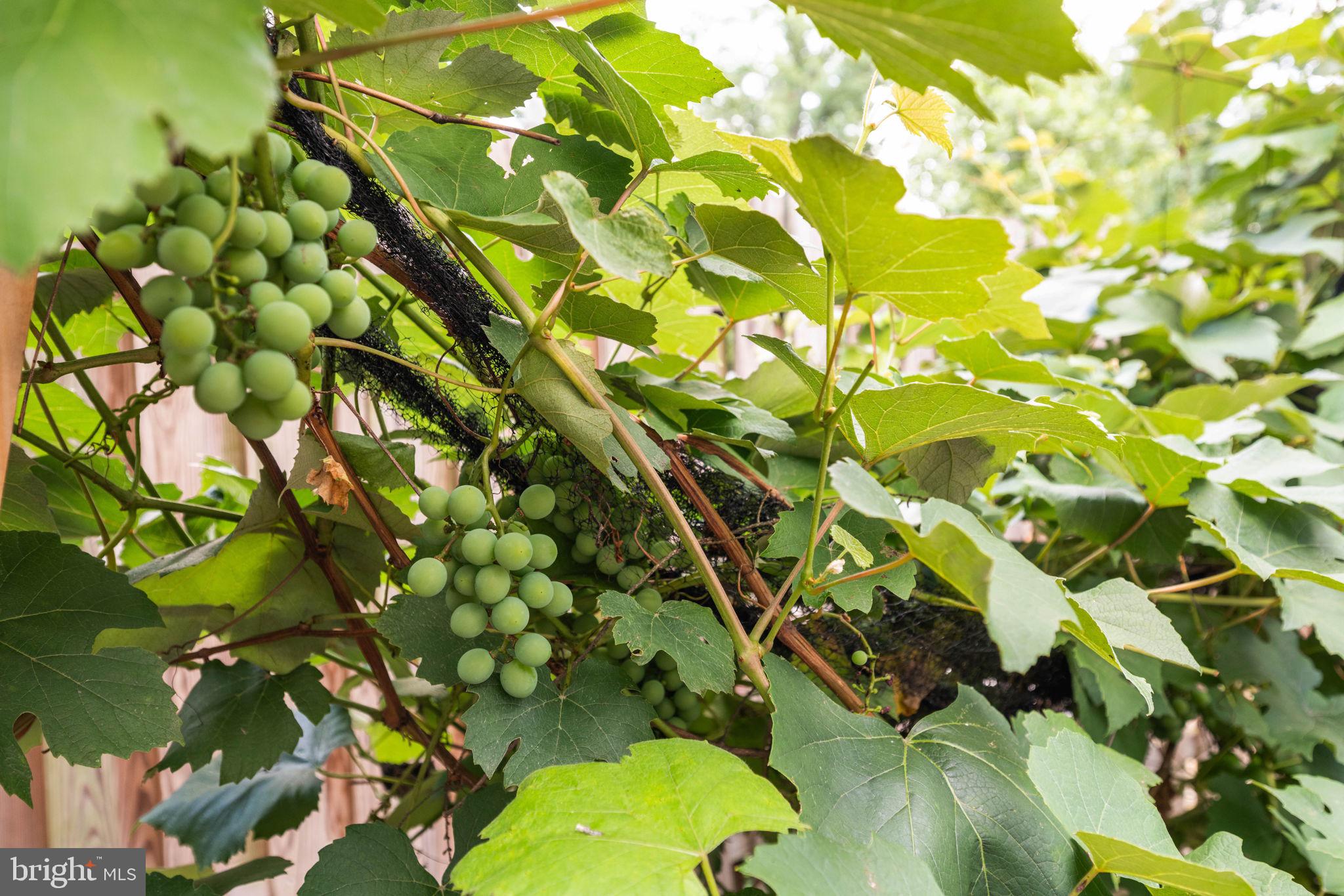 BEVERLEY HILLS - Residential