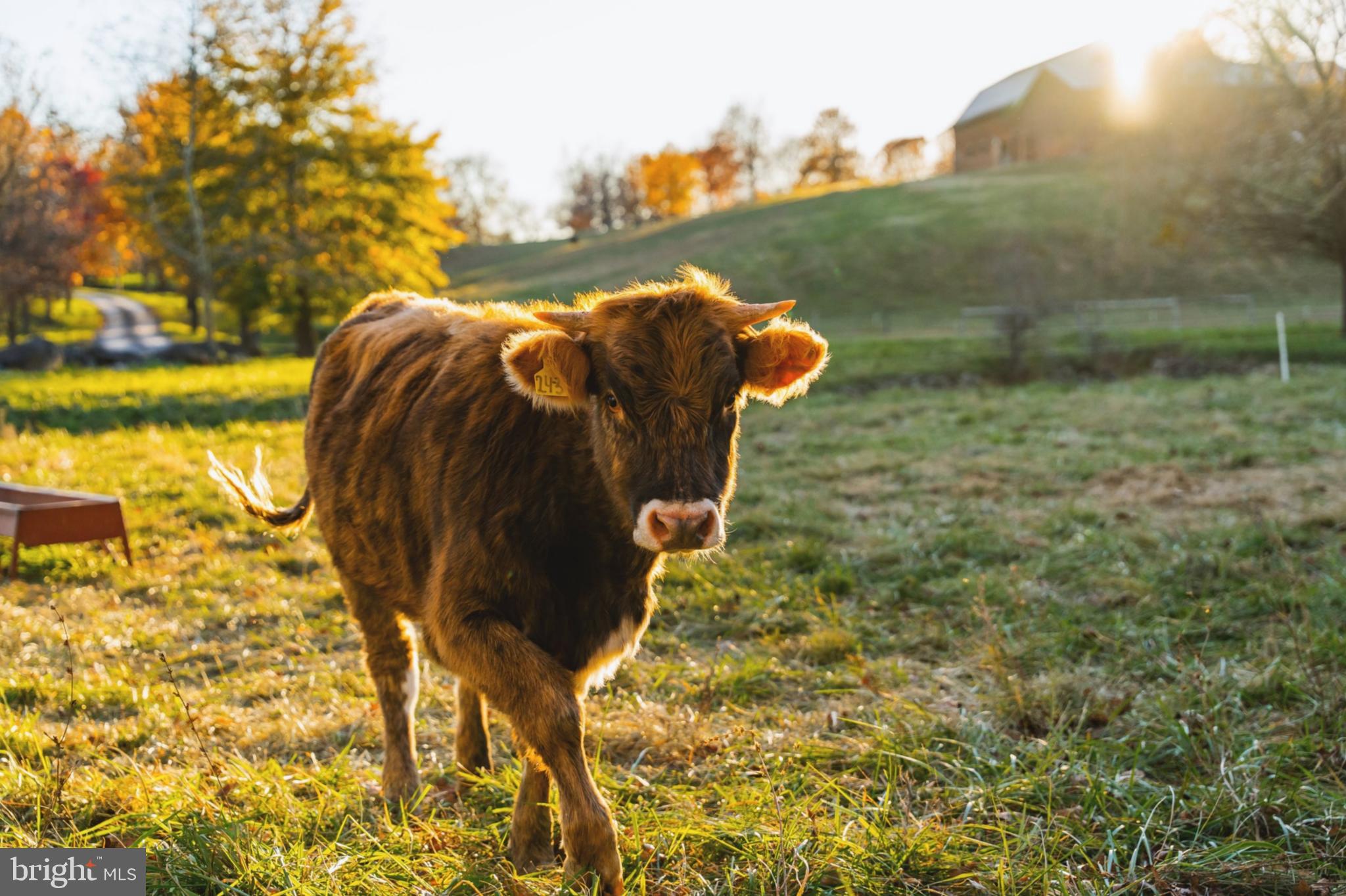 UPPERVILLE - Residential