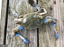 BIRCH MANOR - Residential