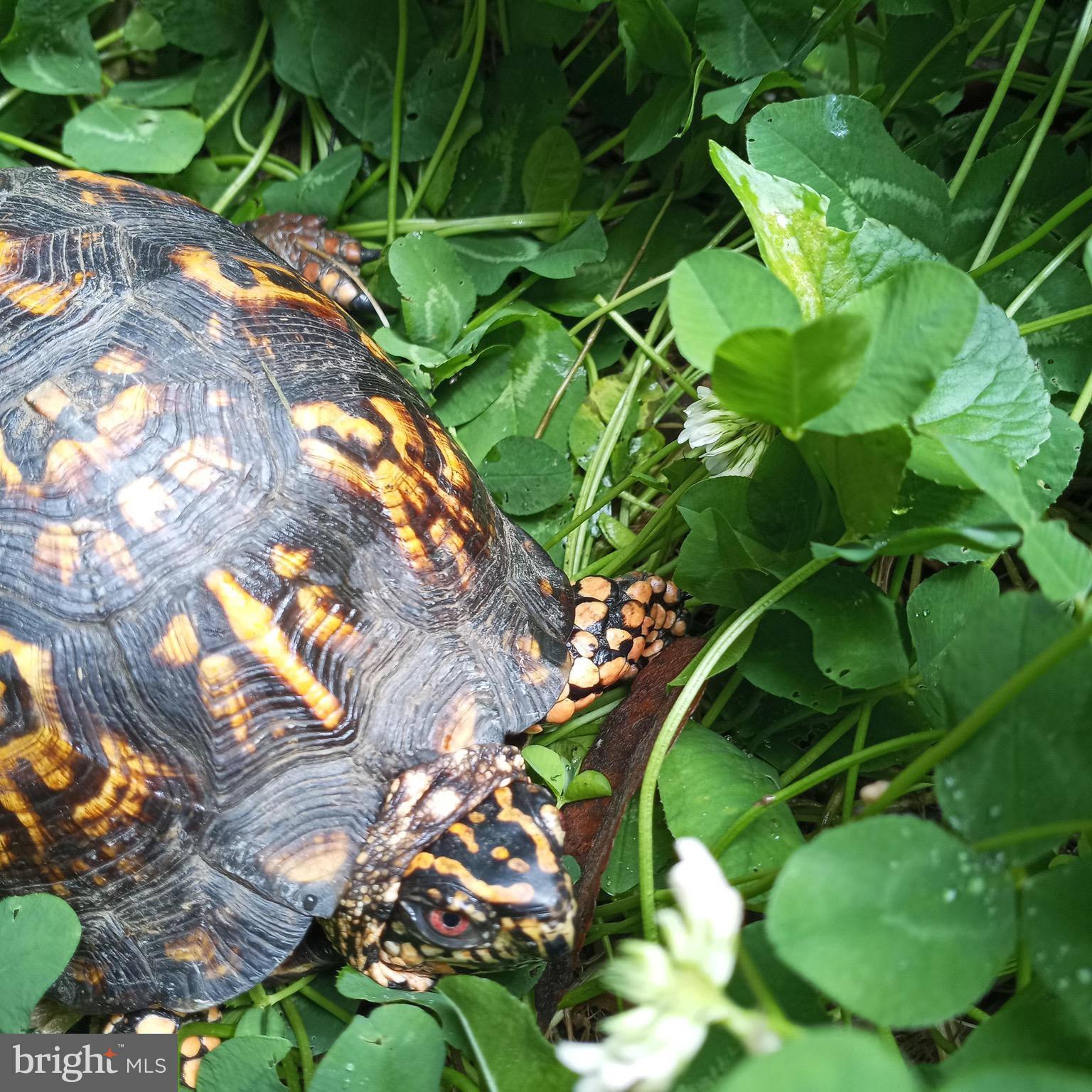 COLONY HILLS - Residential