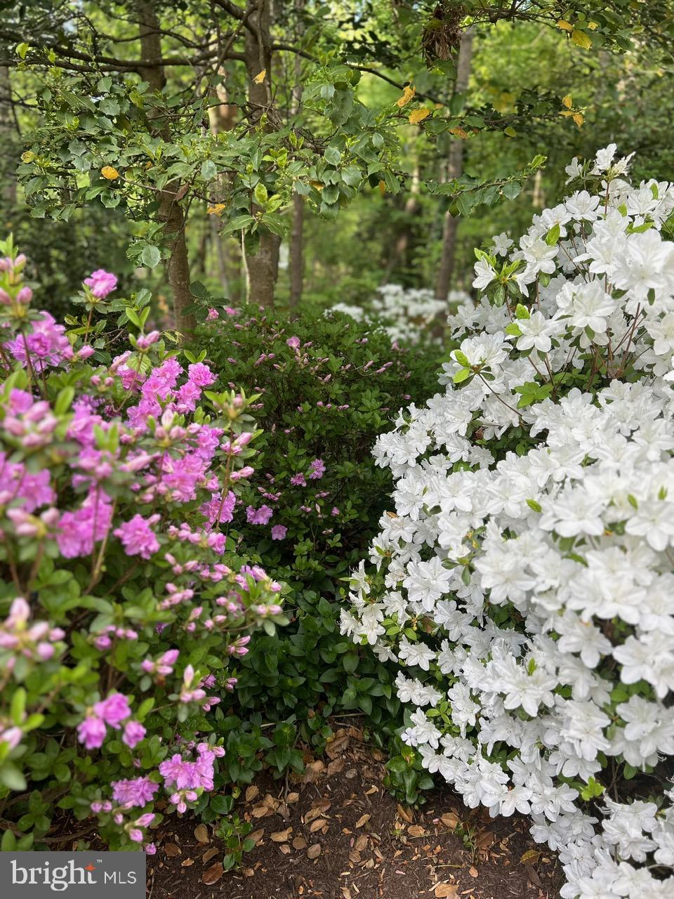 PINE RIDGE - Residential