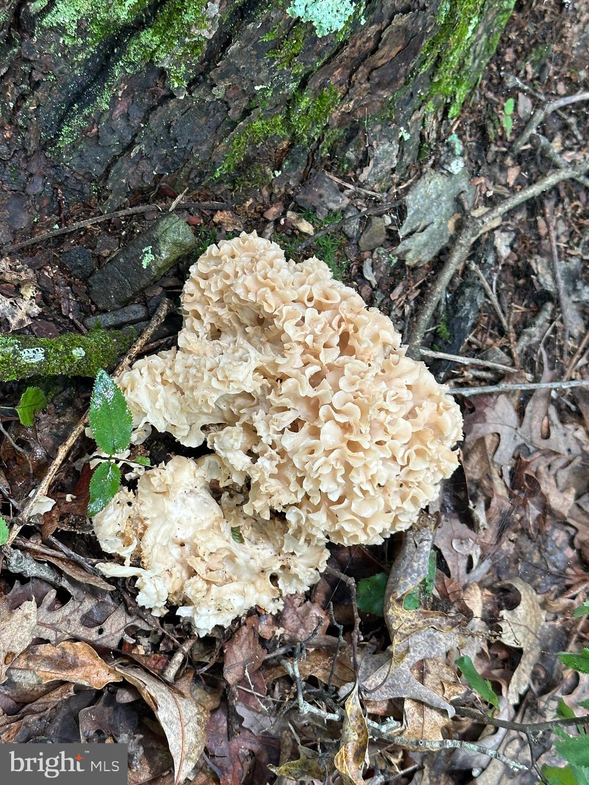 SOUTH POTOMAC TROUGH FARM II - Land