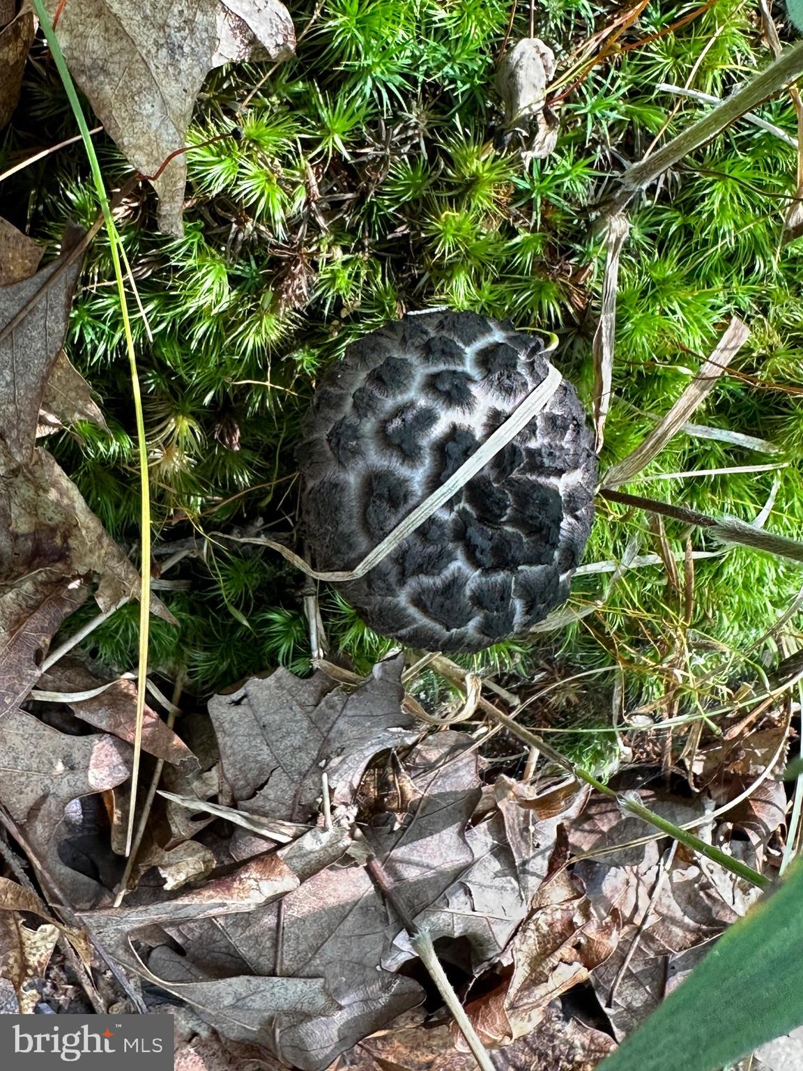 SOUTH POTOMAC TROUGH FARM II - Land