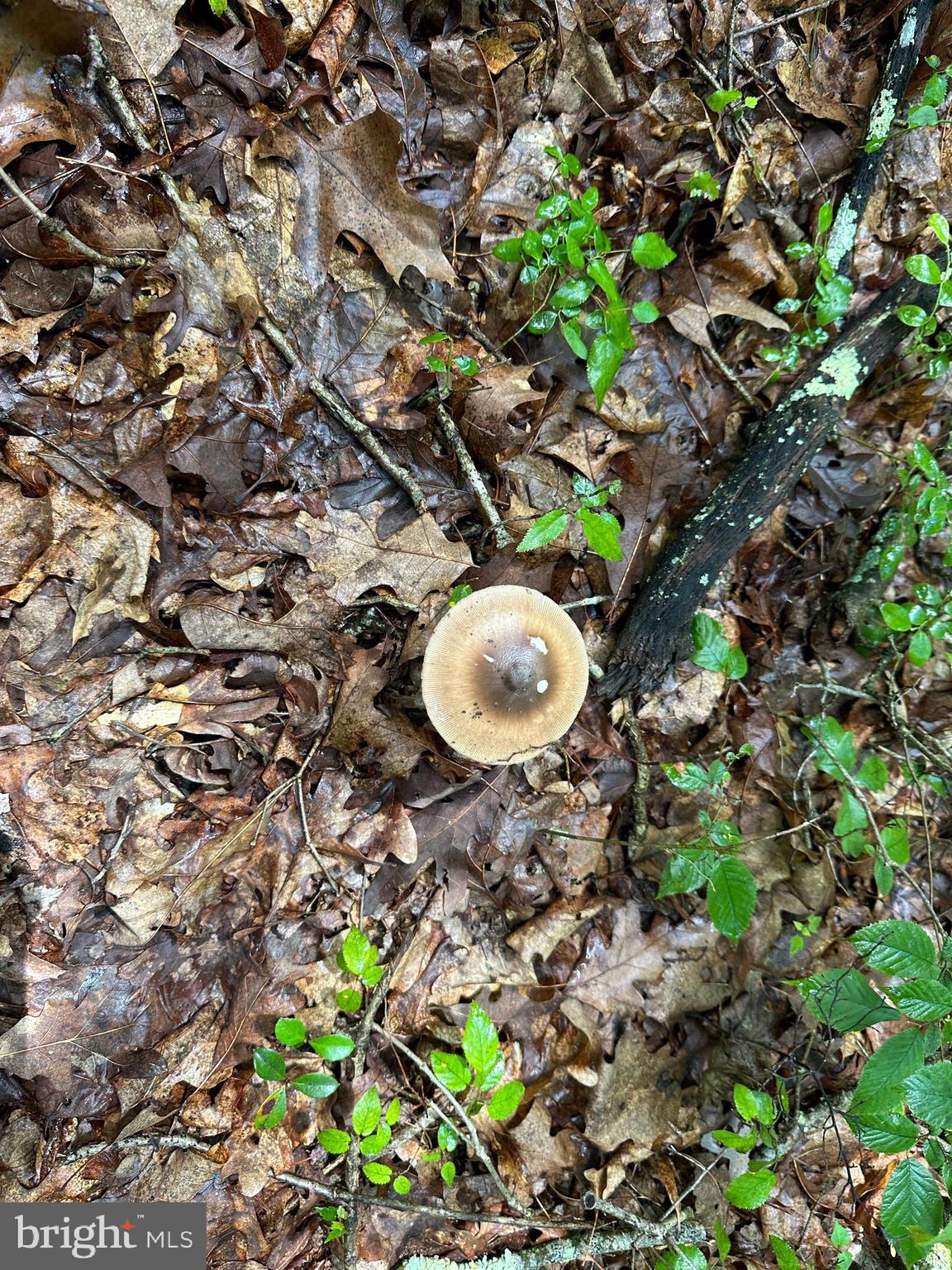 SOUTH POTOMAC TROUGH FARM II - Land