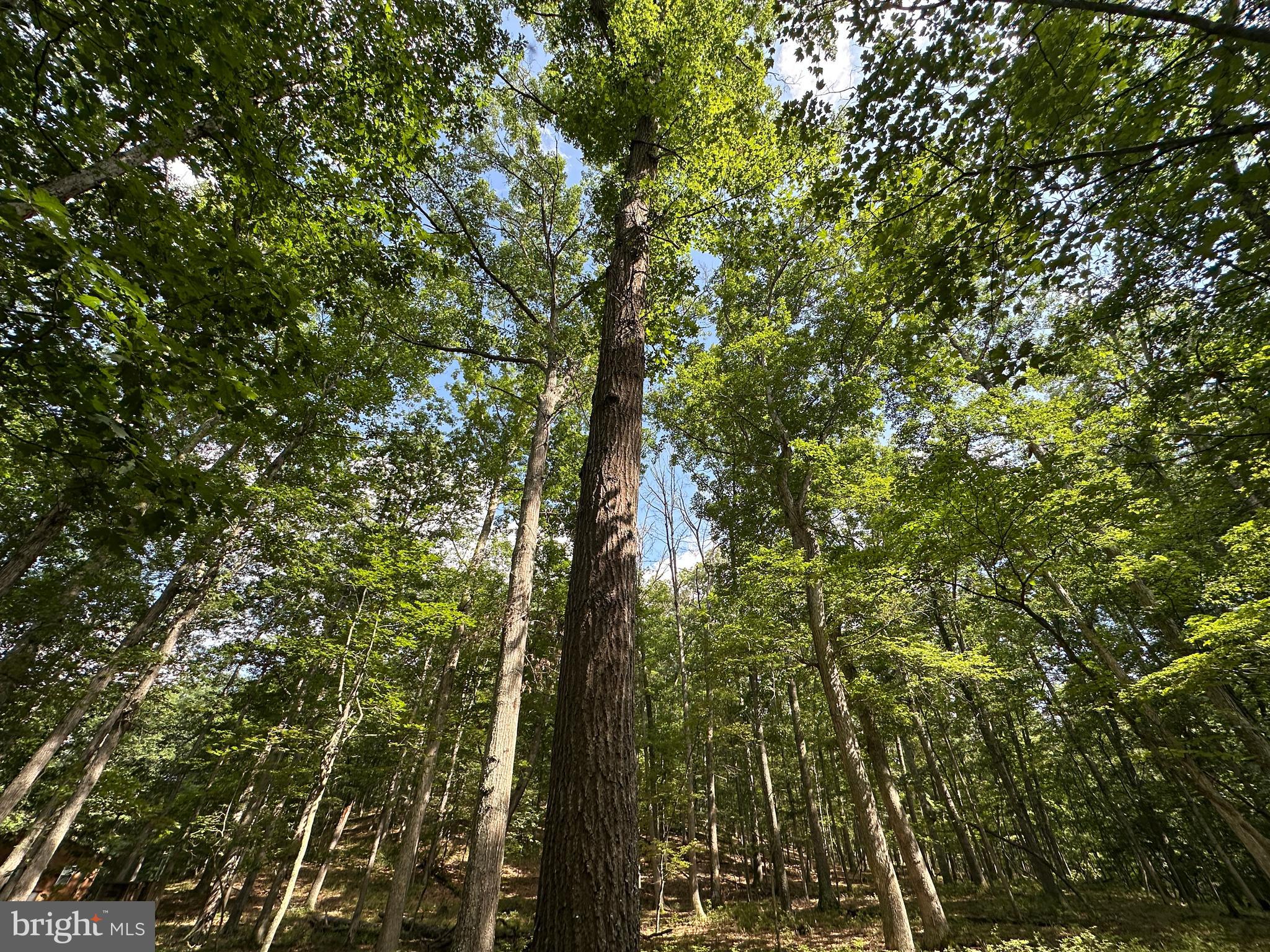 SOUTH POTOMAC TROUGH FARM II - Land