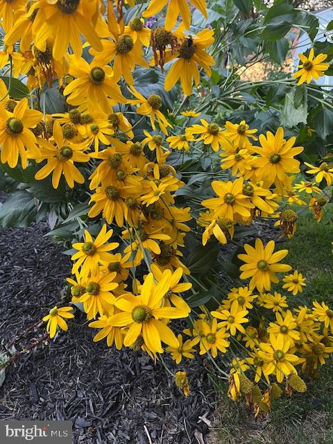 BRIDLEWOOD FARMS - Residential