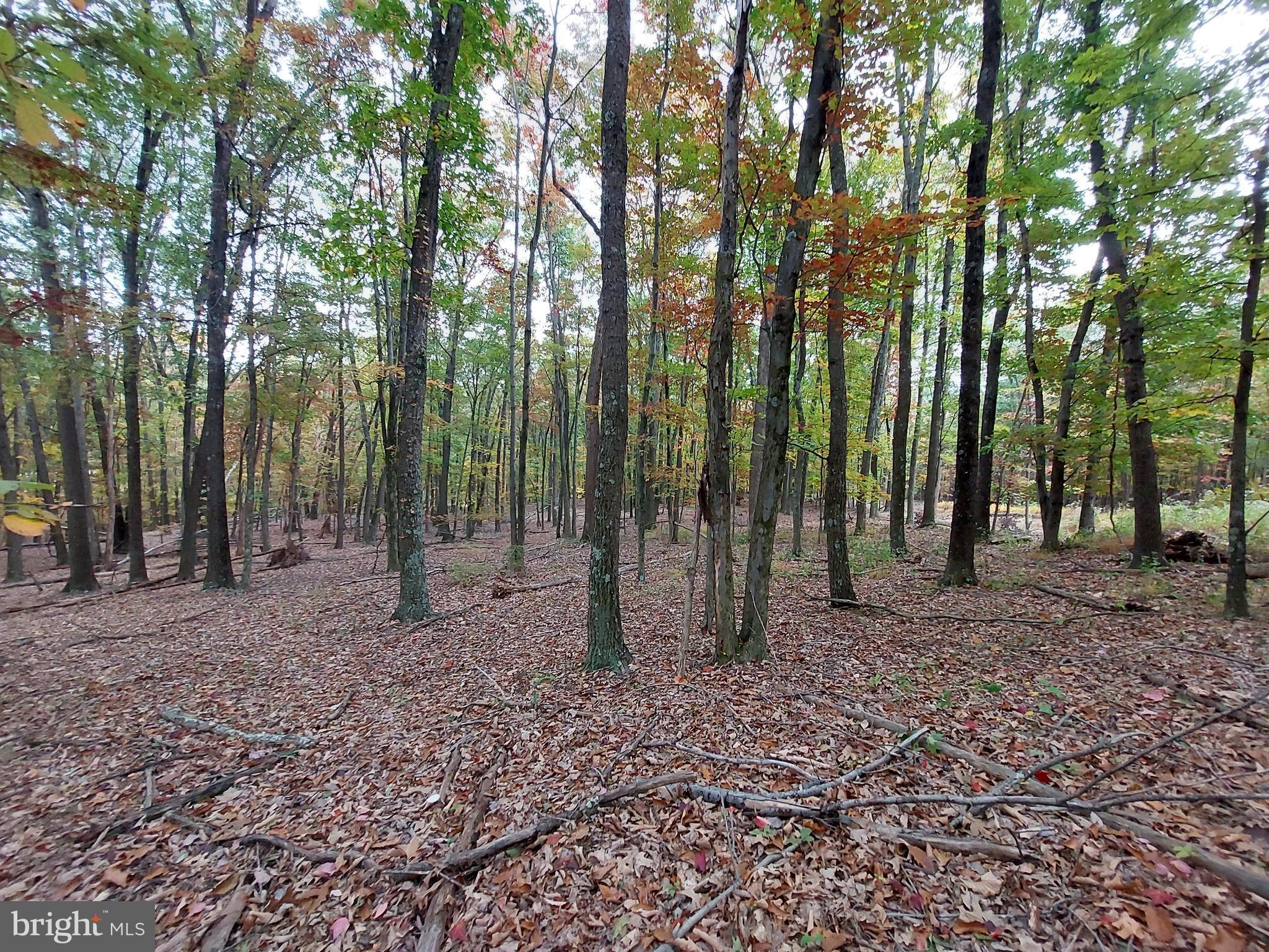 SPRING GAP MOUNTAIN - Land