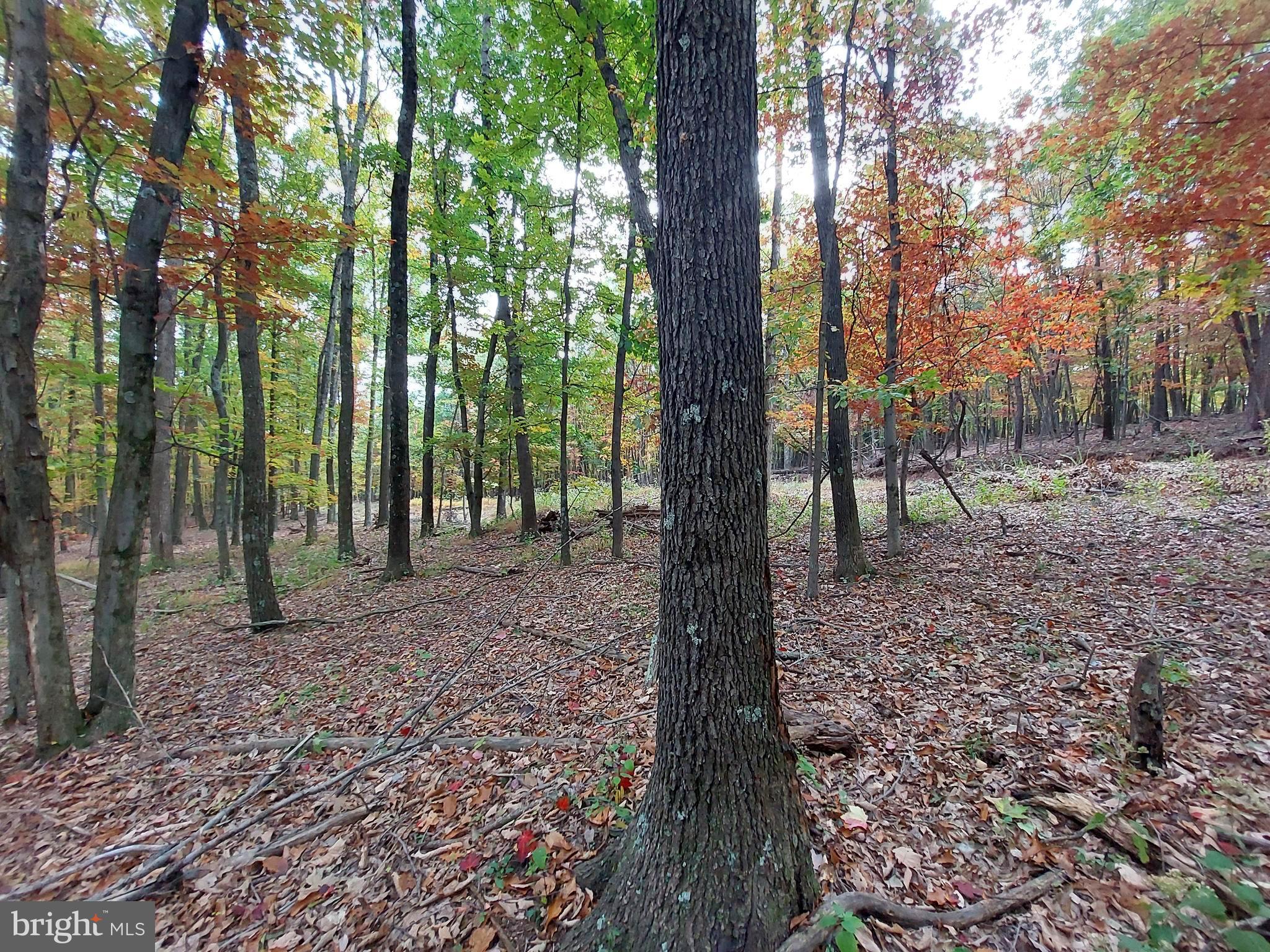 SPRING GAP MOUNTAIN - Land