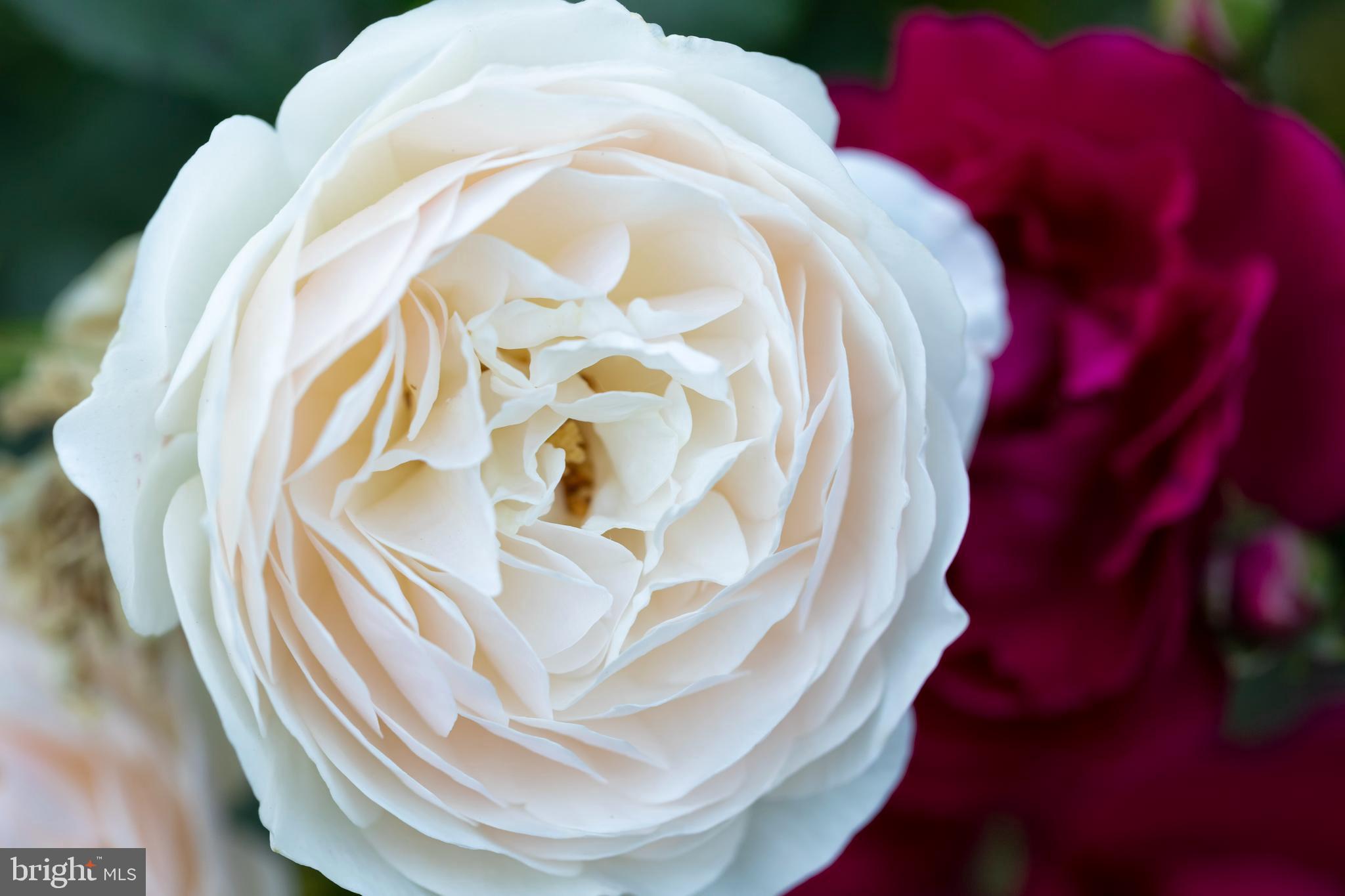 LANGLEY FARMS - Residential