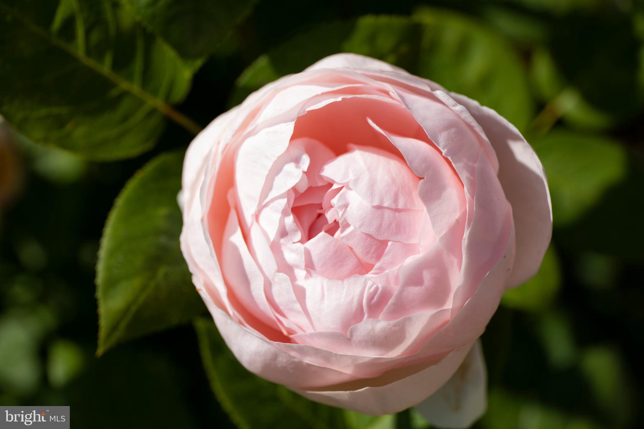 LANGLEY FARMS - Residential