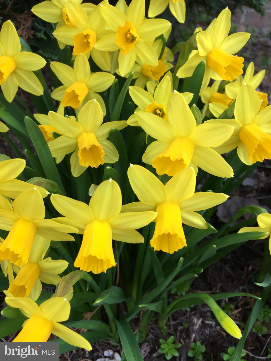 OAK POINTE - Residential