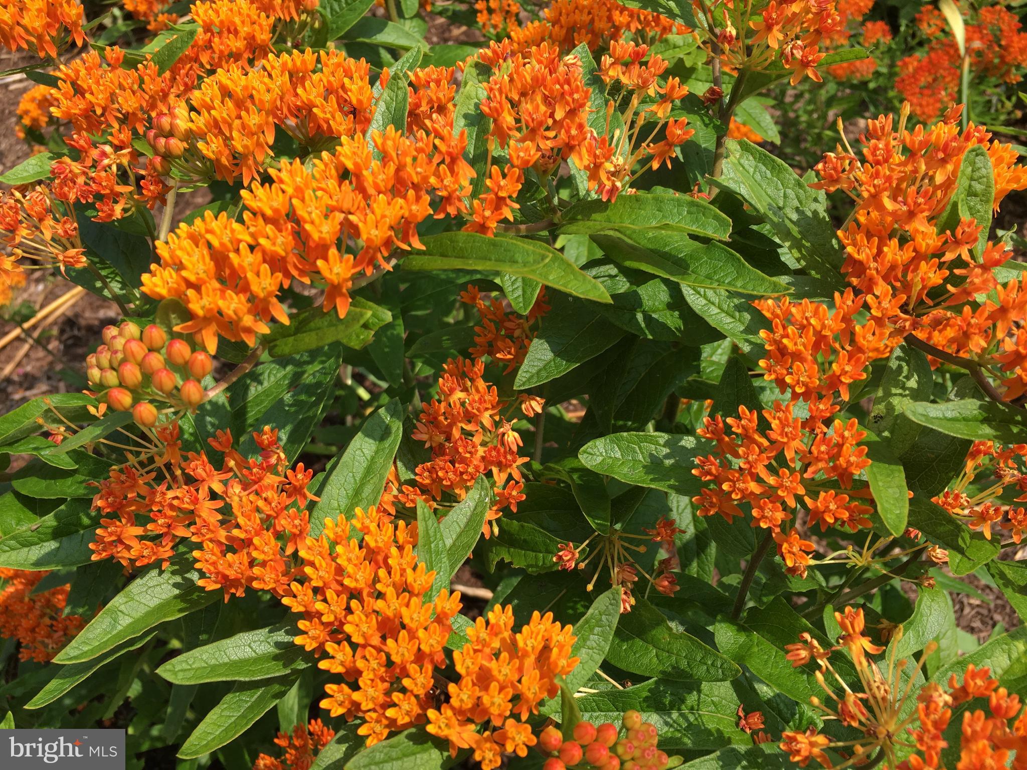 OAK POINTE - Residential