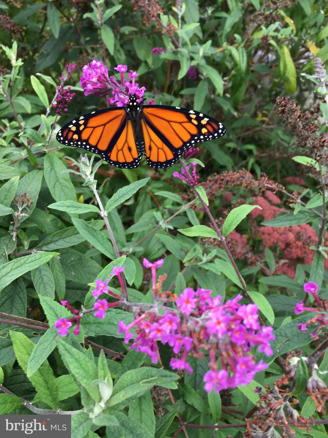 OAK POINTE - Residential