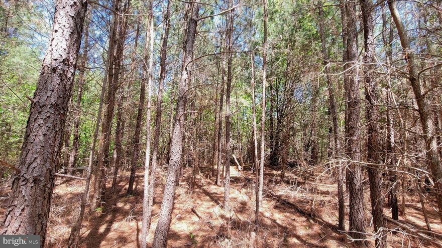Nestled among the Pines, and only 1/2 mile from the Bay, the last remaining building site in Evergreen Park on the Bay resides.  You can enjoy the peace and privacy of the forest while still being conveniently located within a few minutes of numerous shopping, dining, and entertainment options.  This secluded  lot was Perc-Approved and the building site had been  cleared at the time of purchase. Electric connections are within 50 feet. No  further work has been completed.  Some limitations apply due to Forest Conservation and stream. Buyer is responsible for verifying all information. Sold AS-IS.