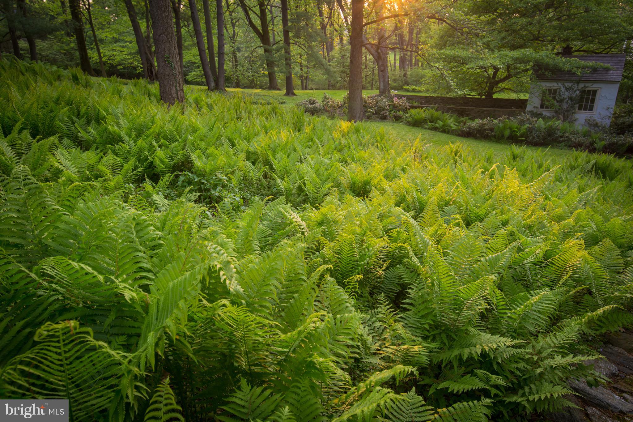 CHESTNUT HILL - Residential