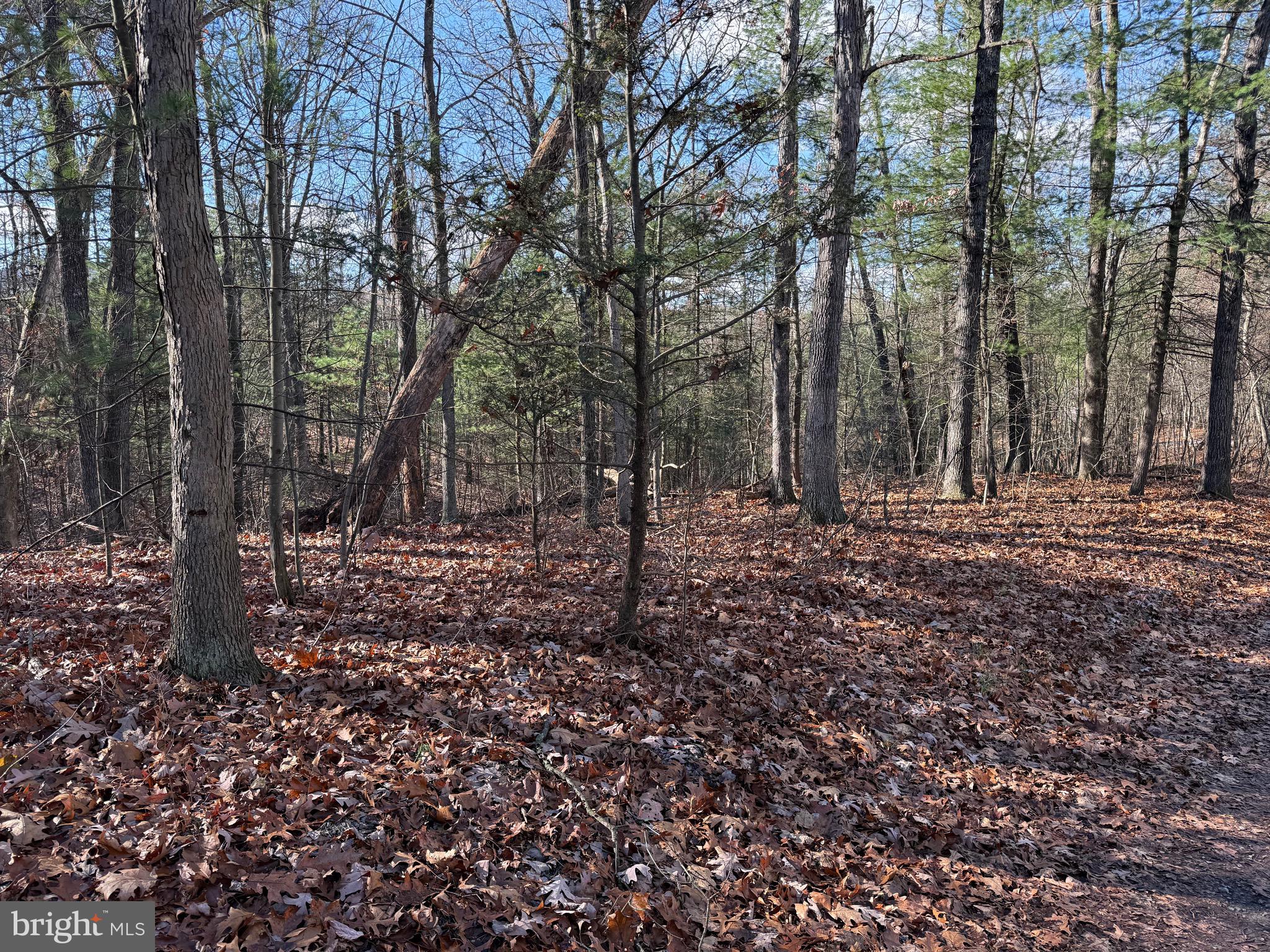 CHESTNUT GROVE - Land