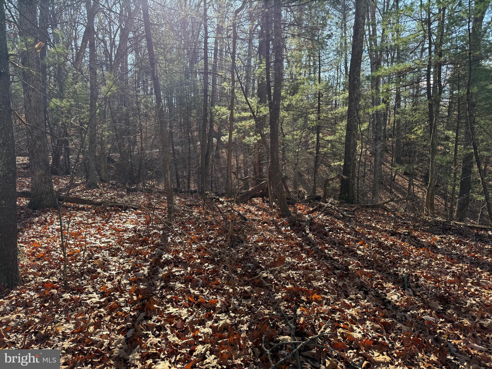 CHESTNUT GROVE - Land