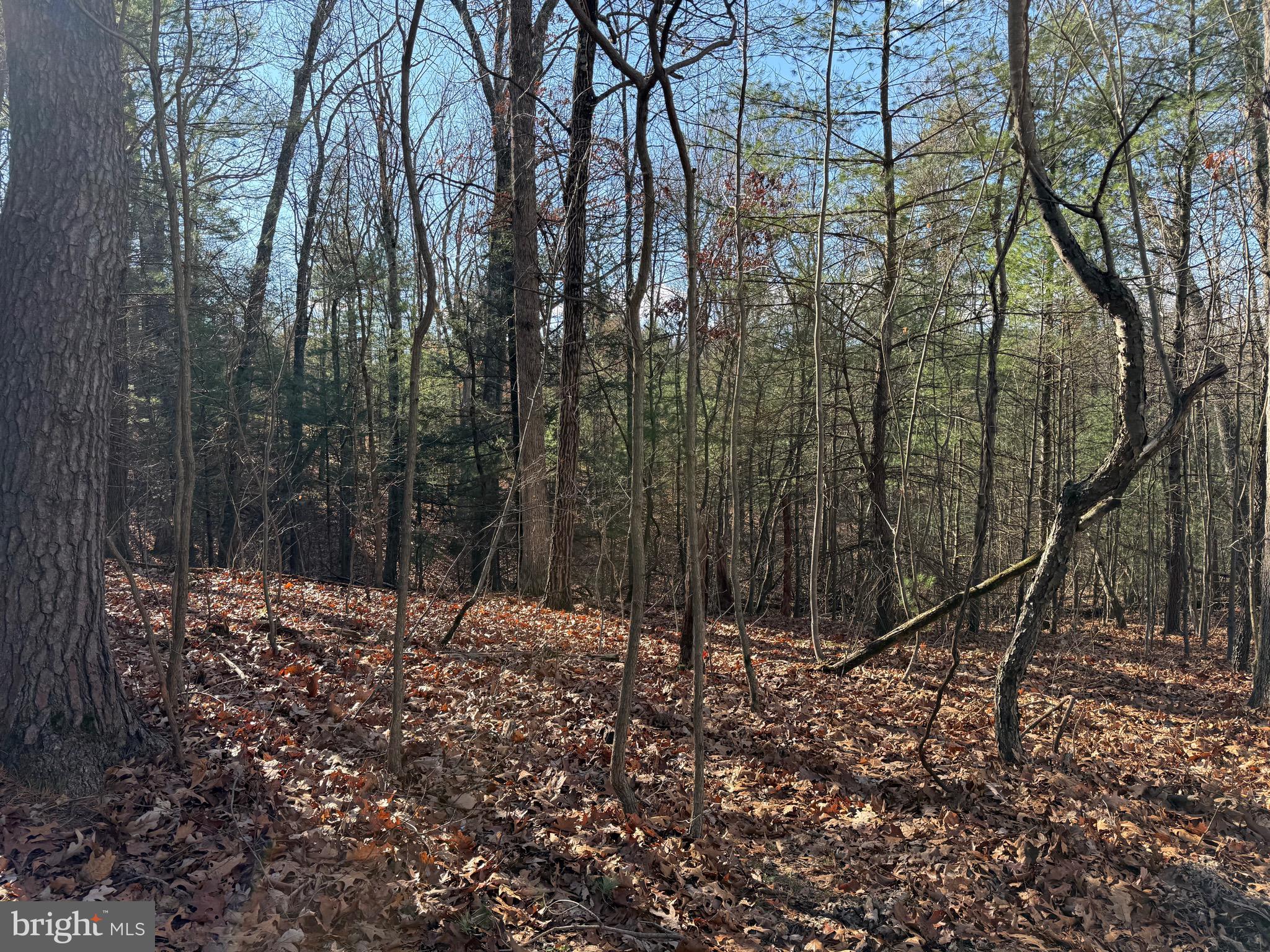 CHESTNUT GROVE - Land