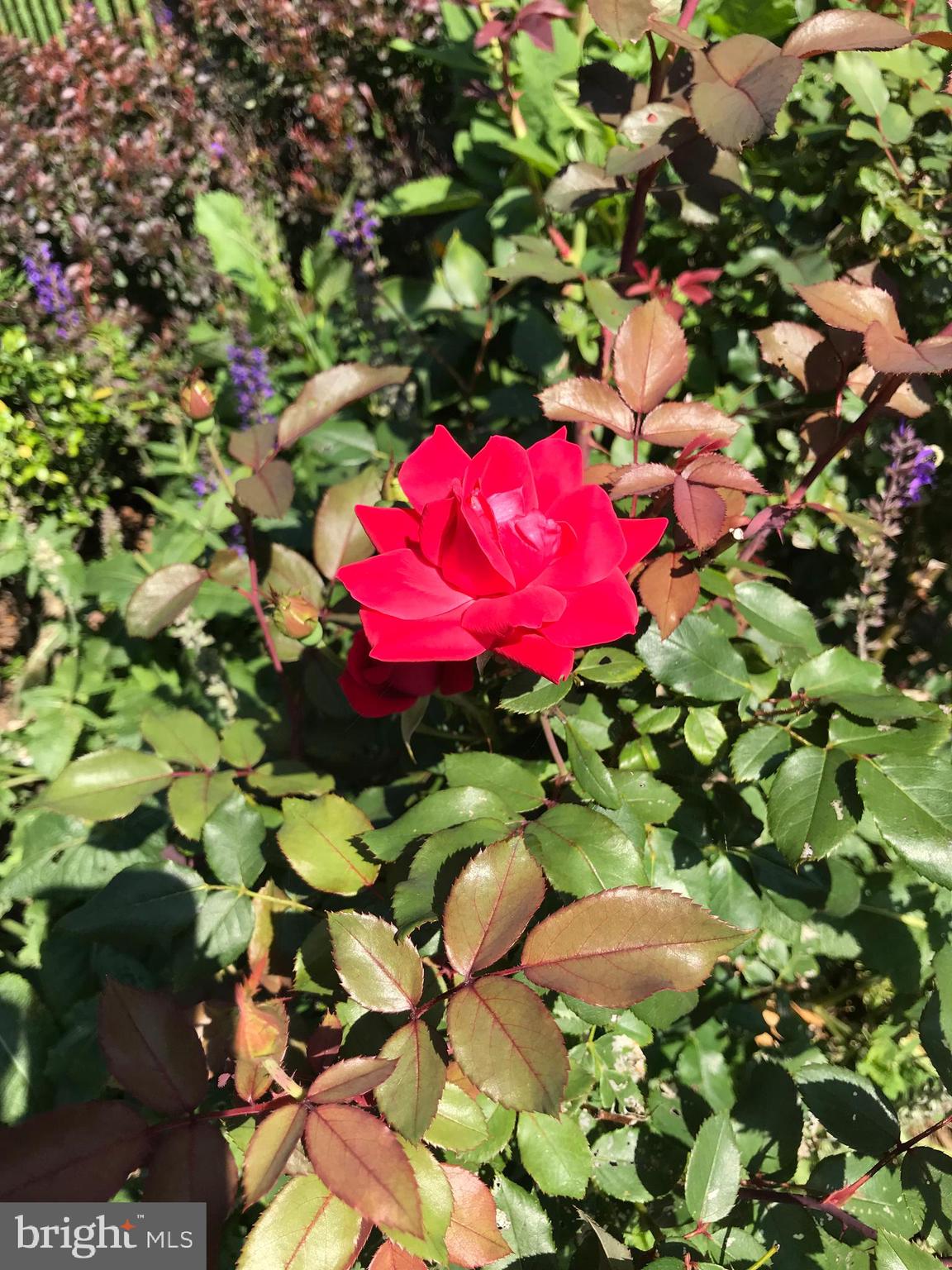 HISTORIC HARPERS FERRY - Residential