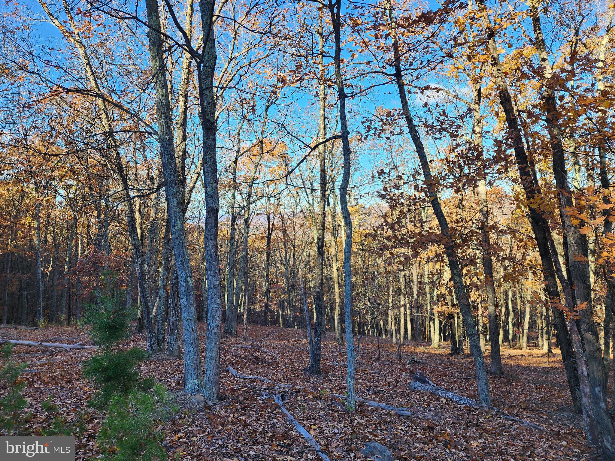 SHADOW KNOLLS - Land