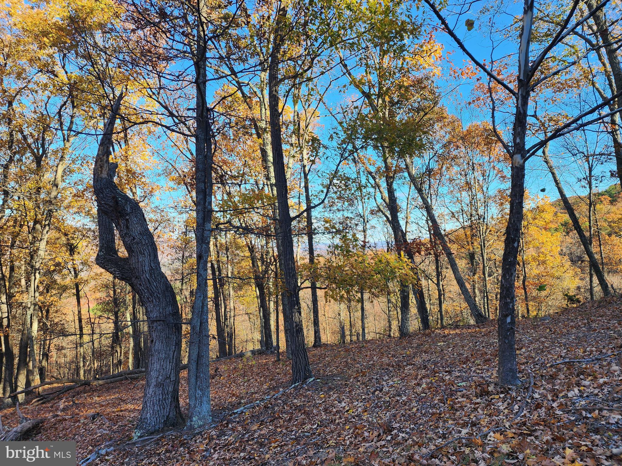 SHADOW KNOLLS - Land