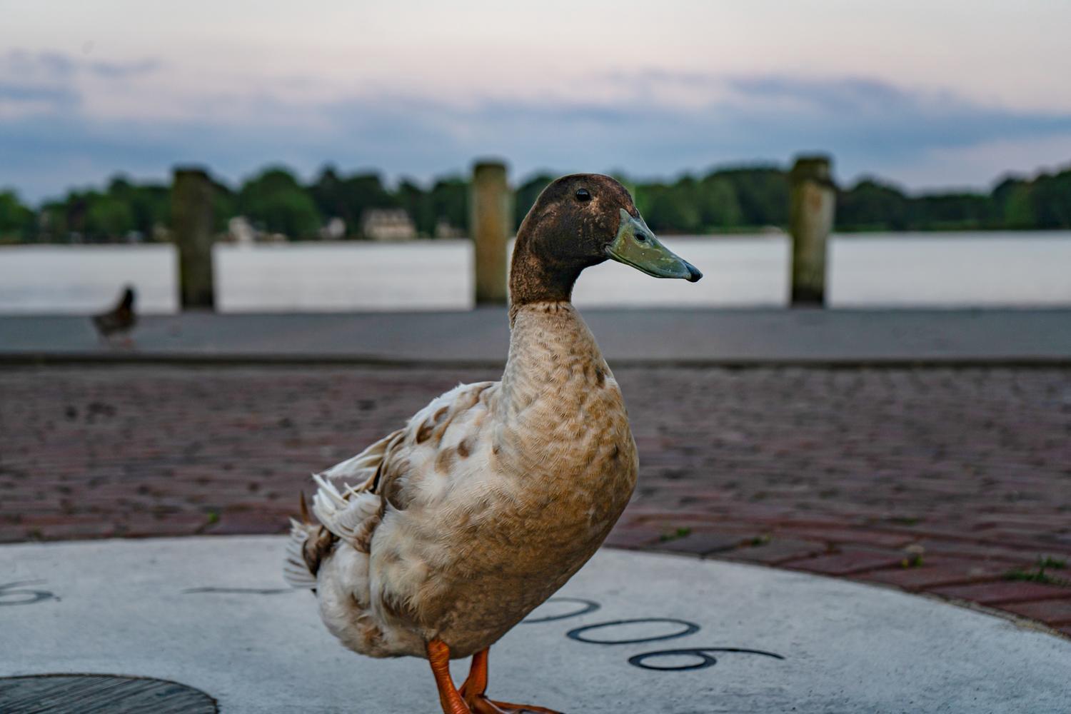 OAK HOLLOW - Residential