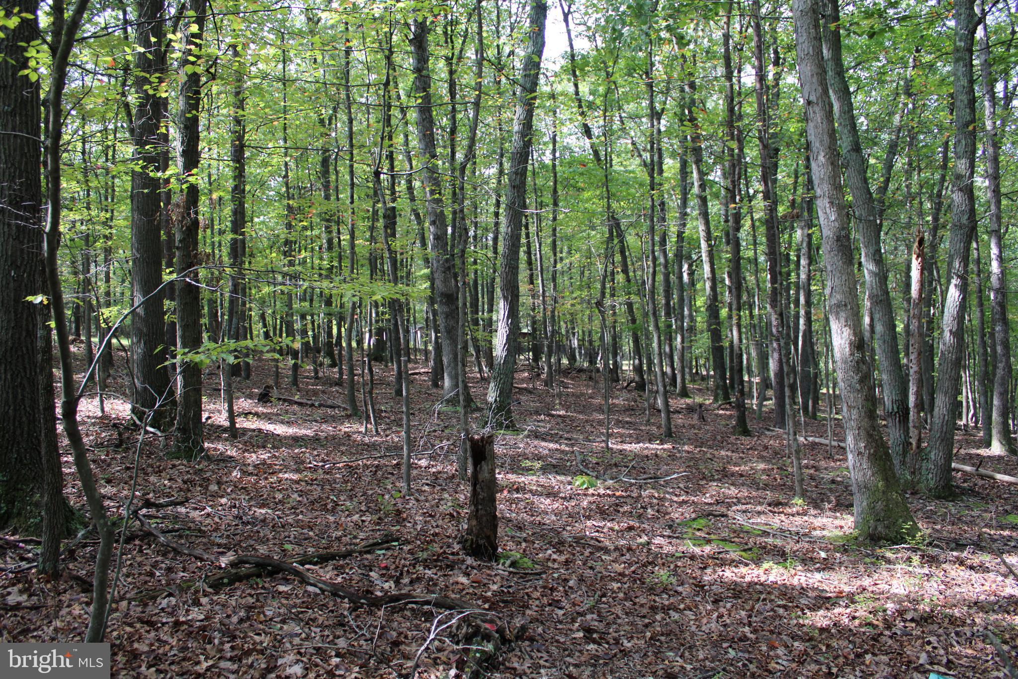 CEDAR GROVE ESTATES - Land