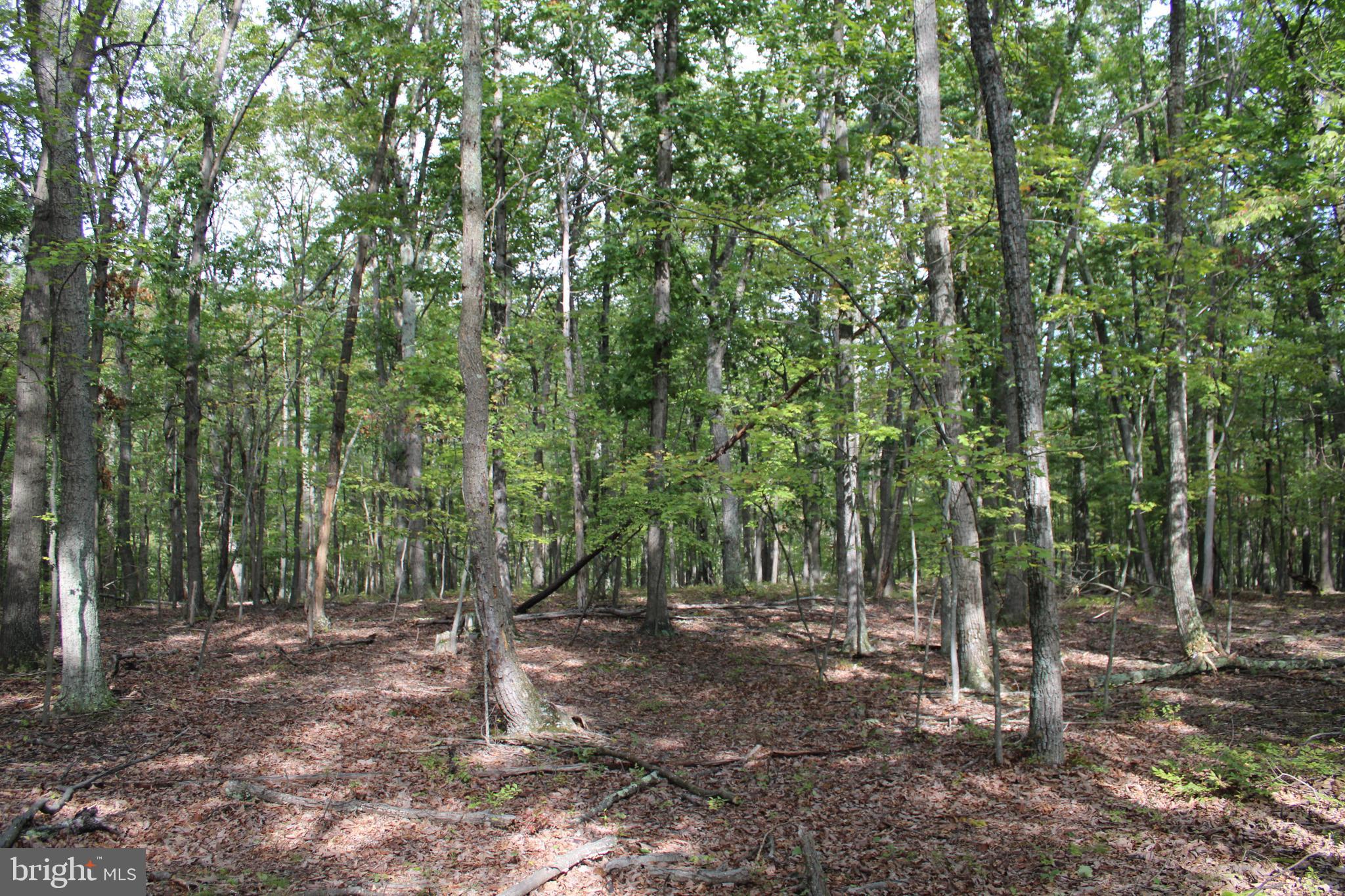 CEDAR GROVE ESTATES - Land