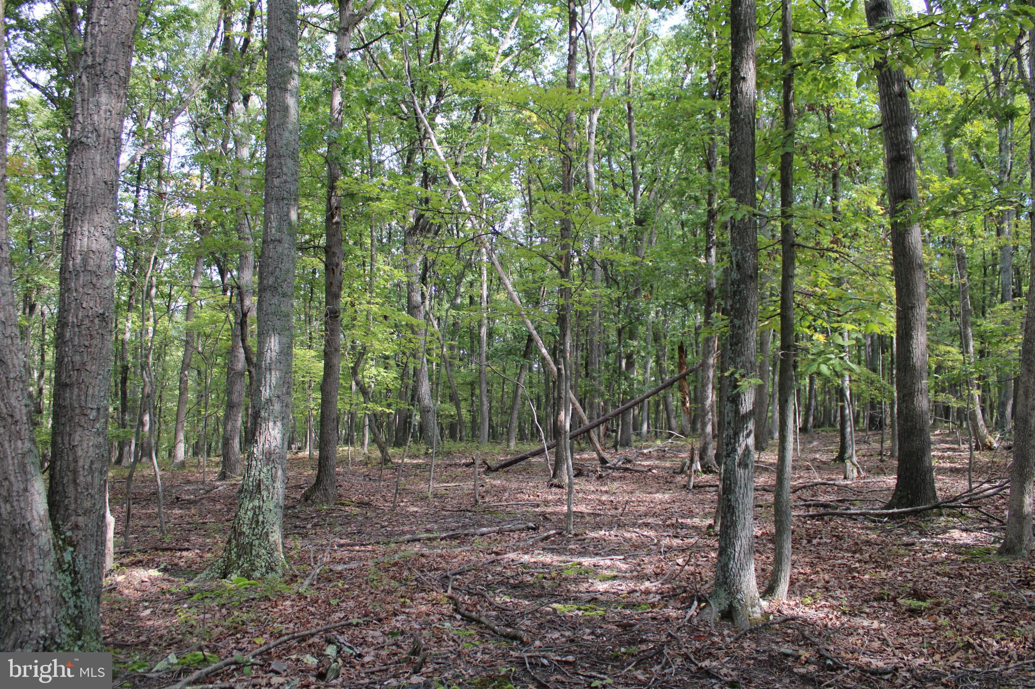 CEDAR GROVE ESTATES - Land