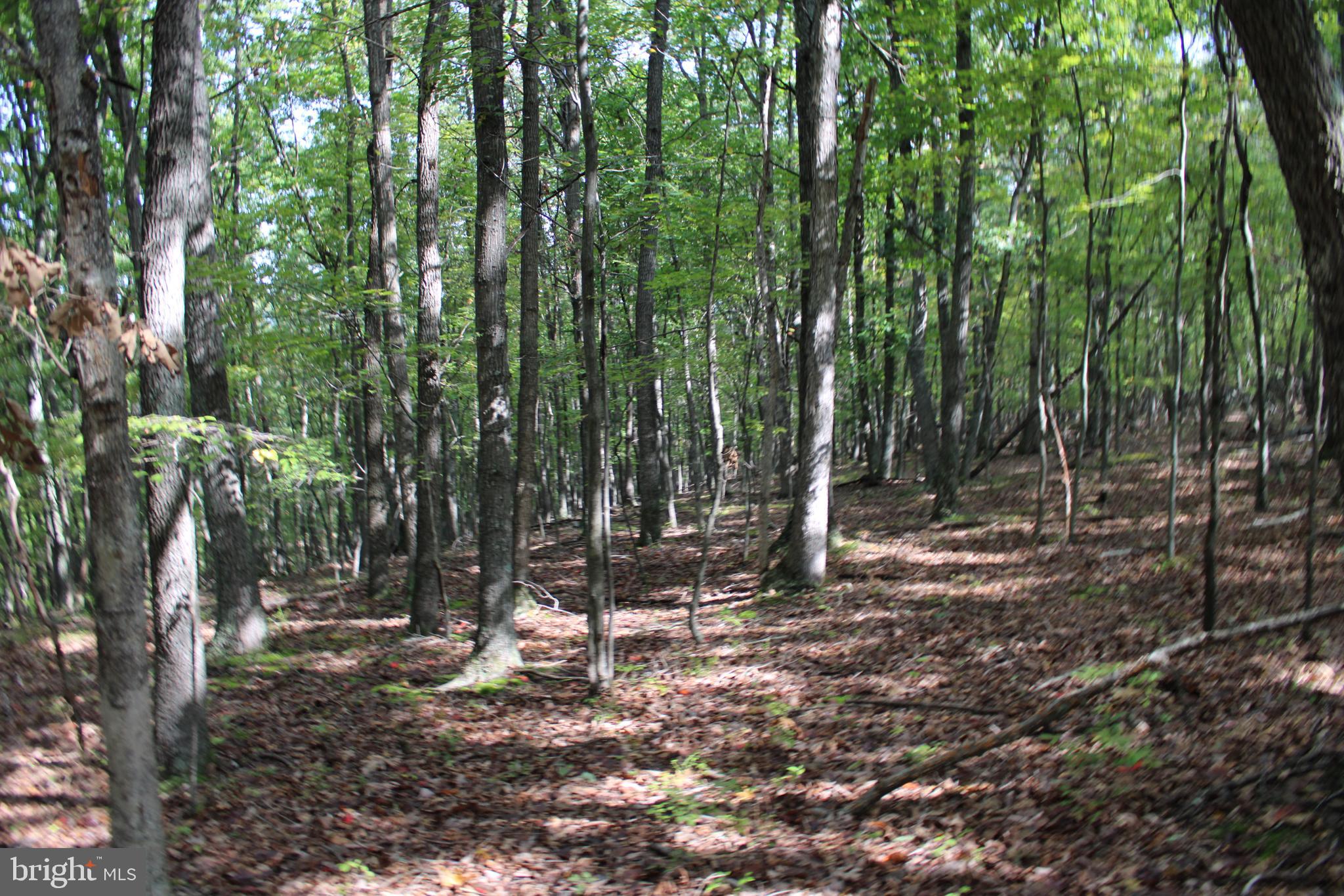 CEDAR GROVE ESTATES - Land