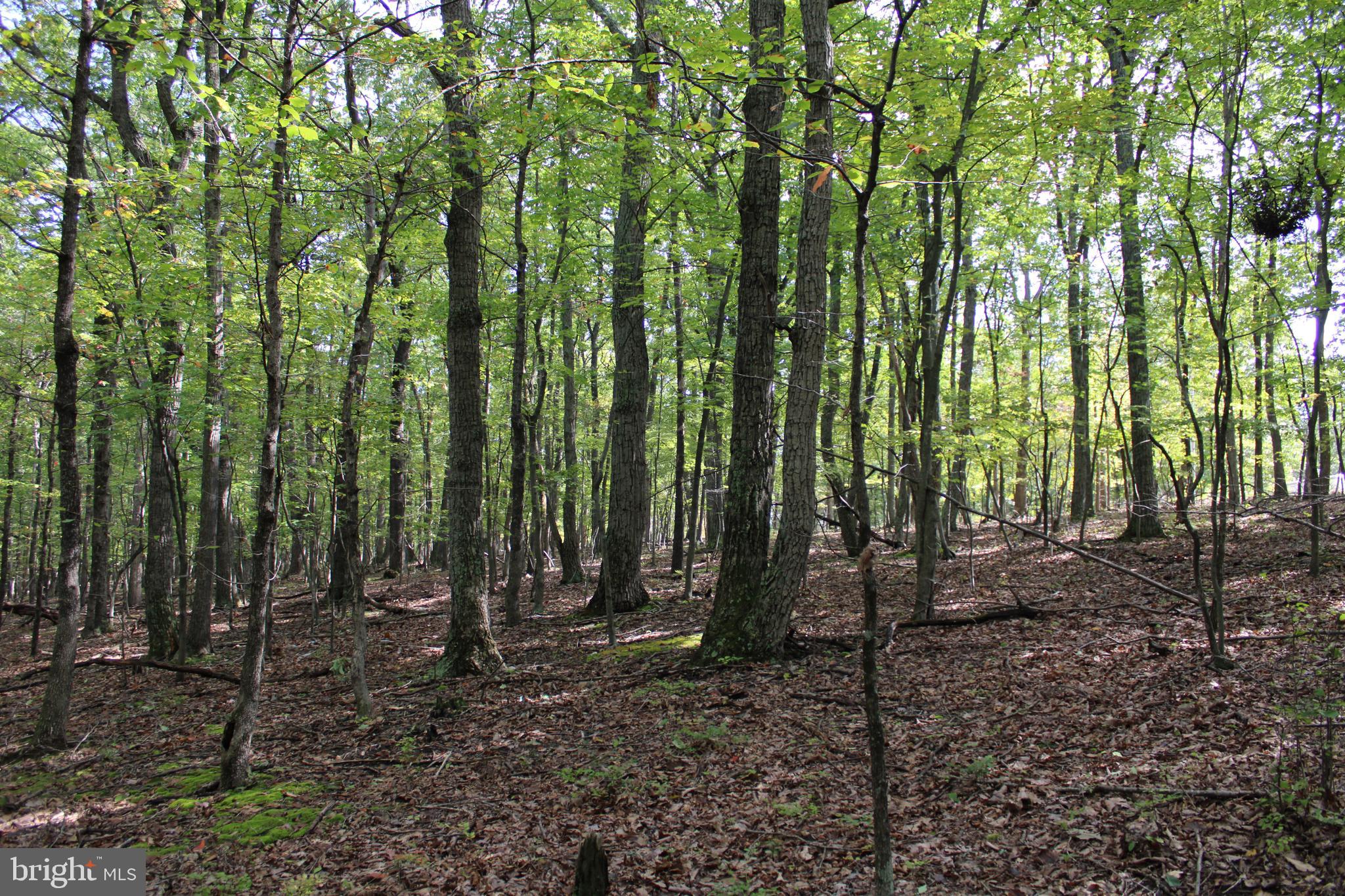 CEDAR GROVE ESTATES - Land