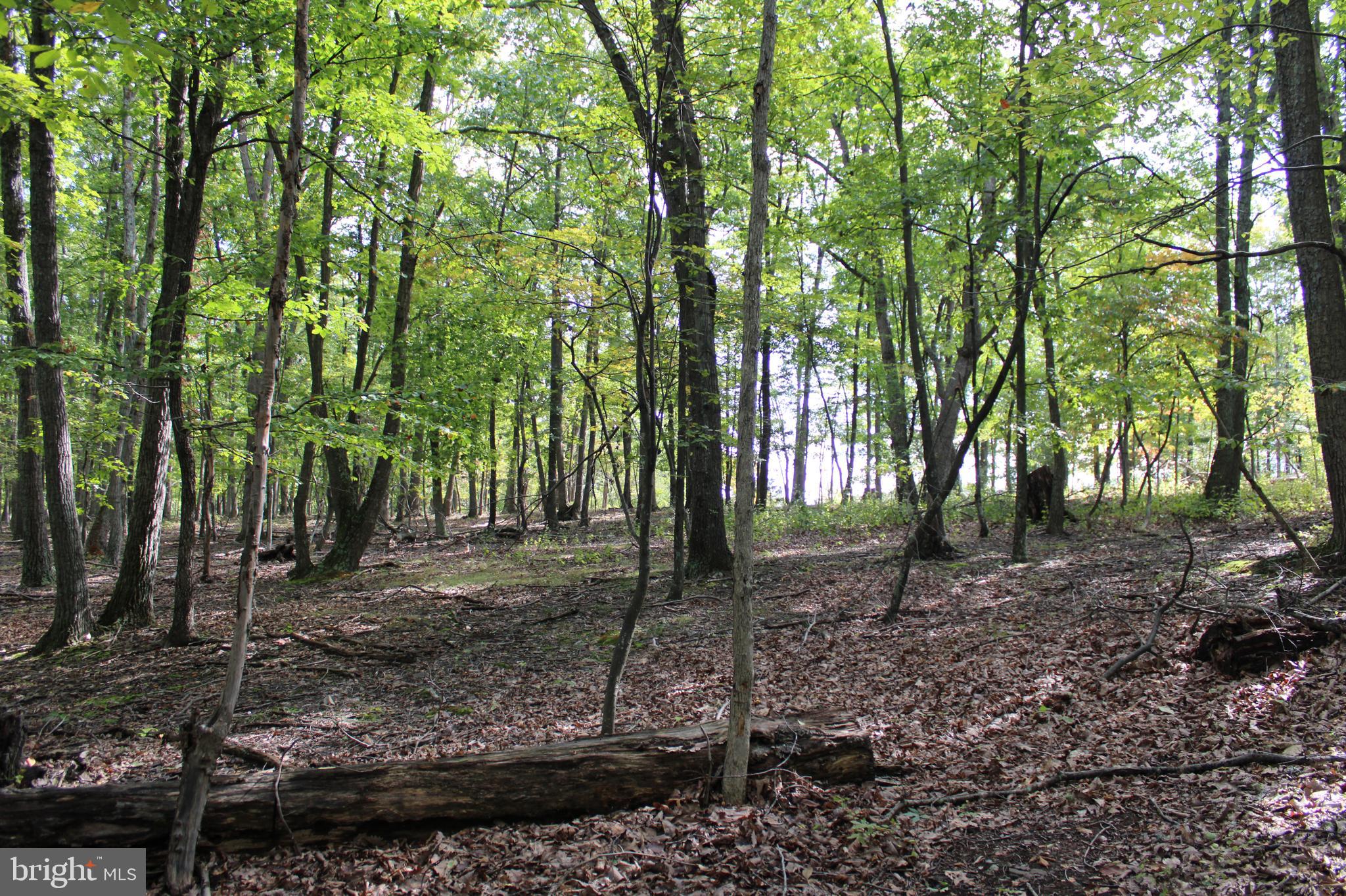 CEDAR GROVE ESTATES - Land