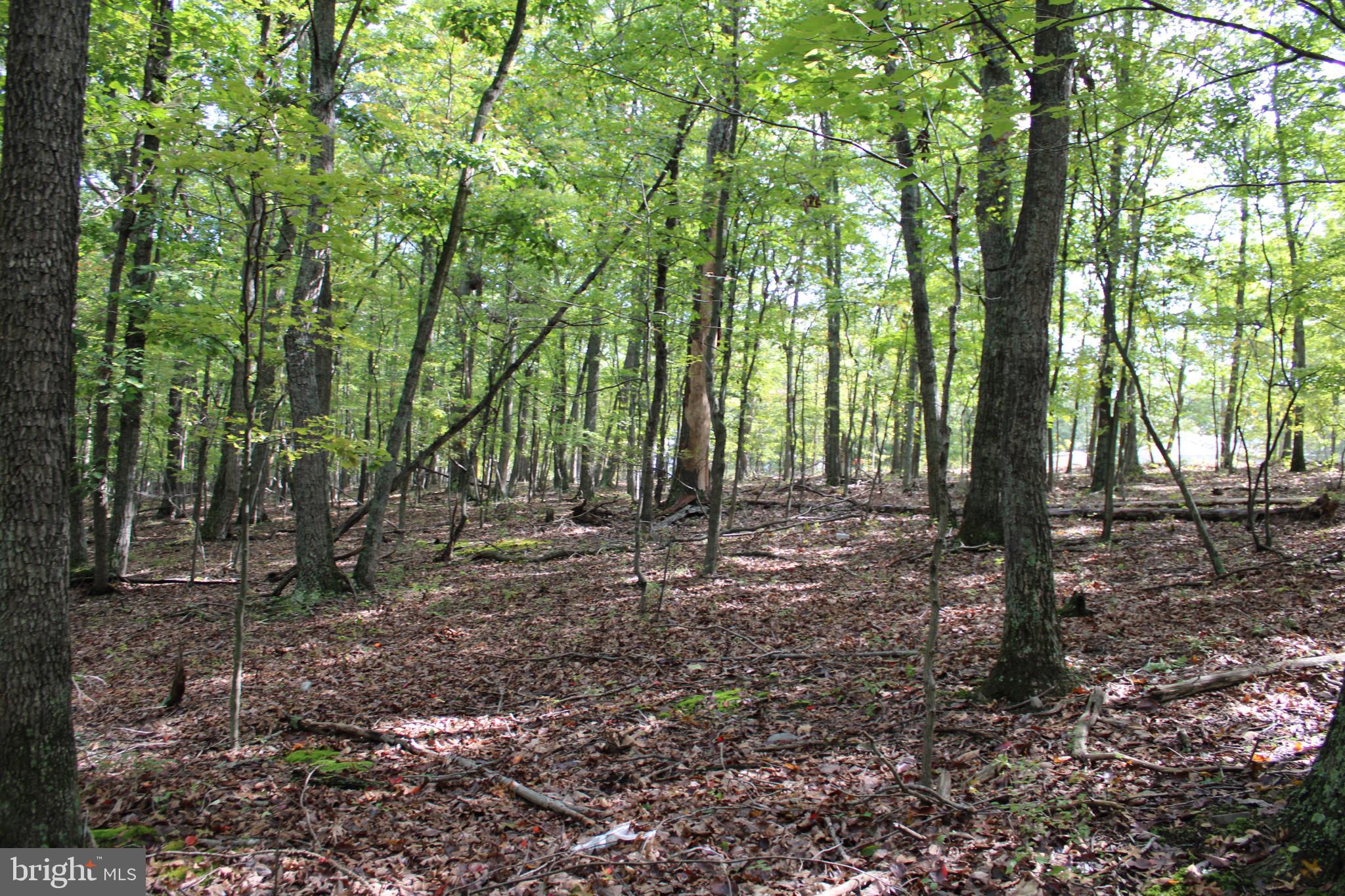 CEDAR GROVE ESTATES - Land