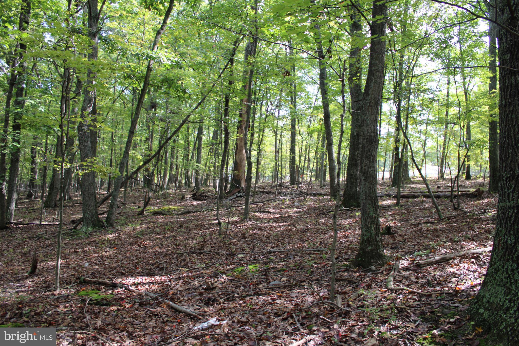 CEDAR GROVE ESTATES - Land