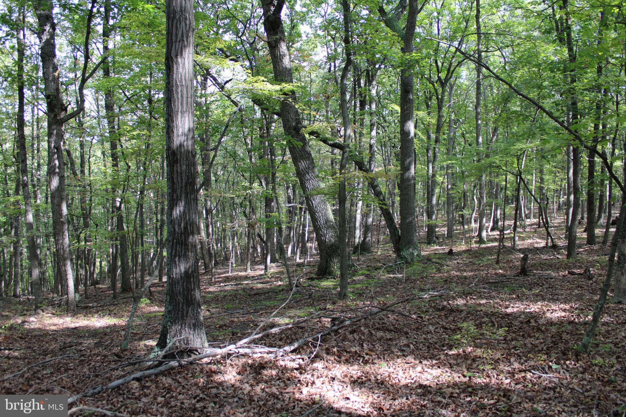 CEDAR GROVE ESTATES - Land