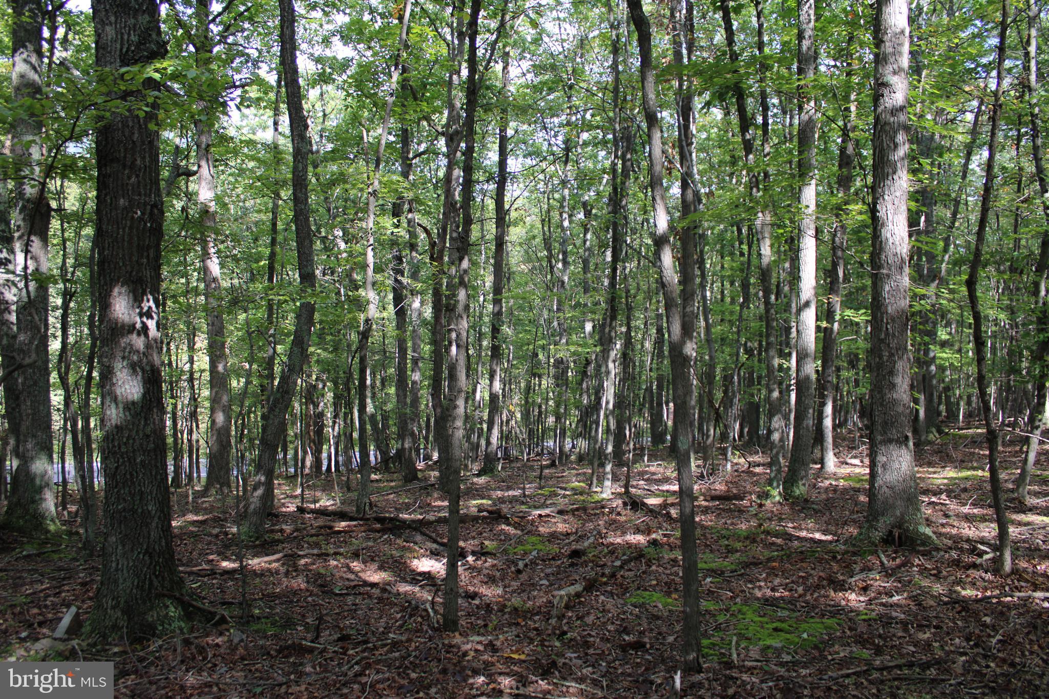 CEDAR GROVE ESTATES - Land