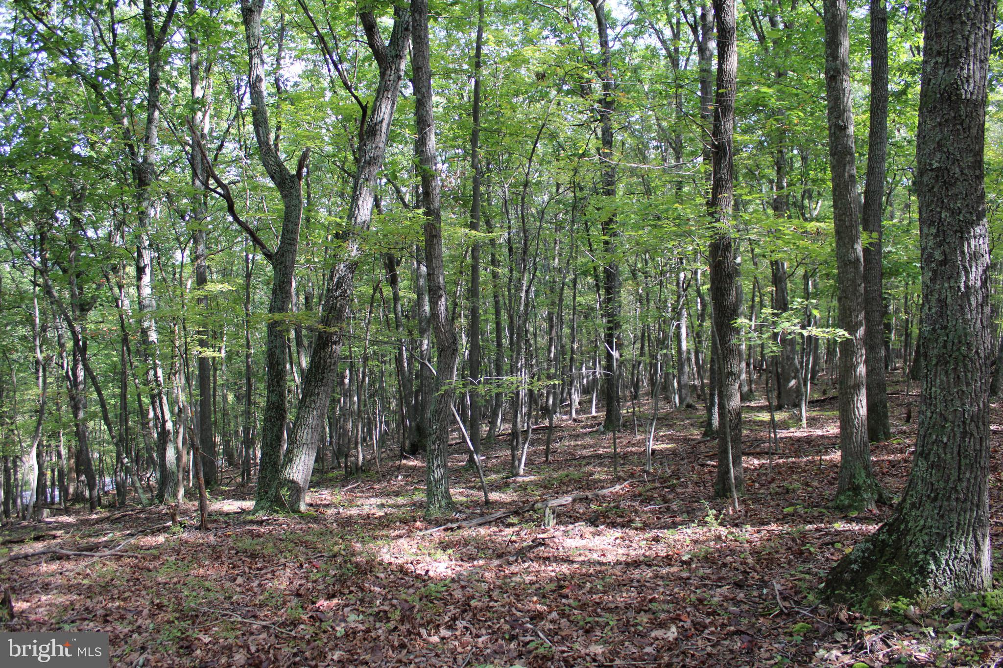 CEDAR GROVE ESTATES - Land