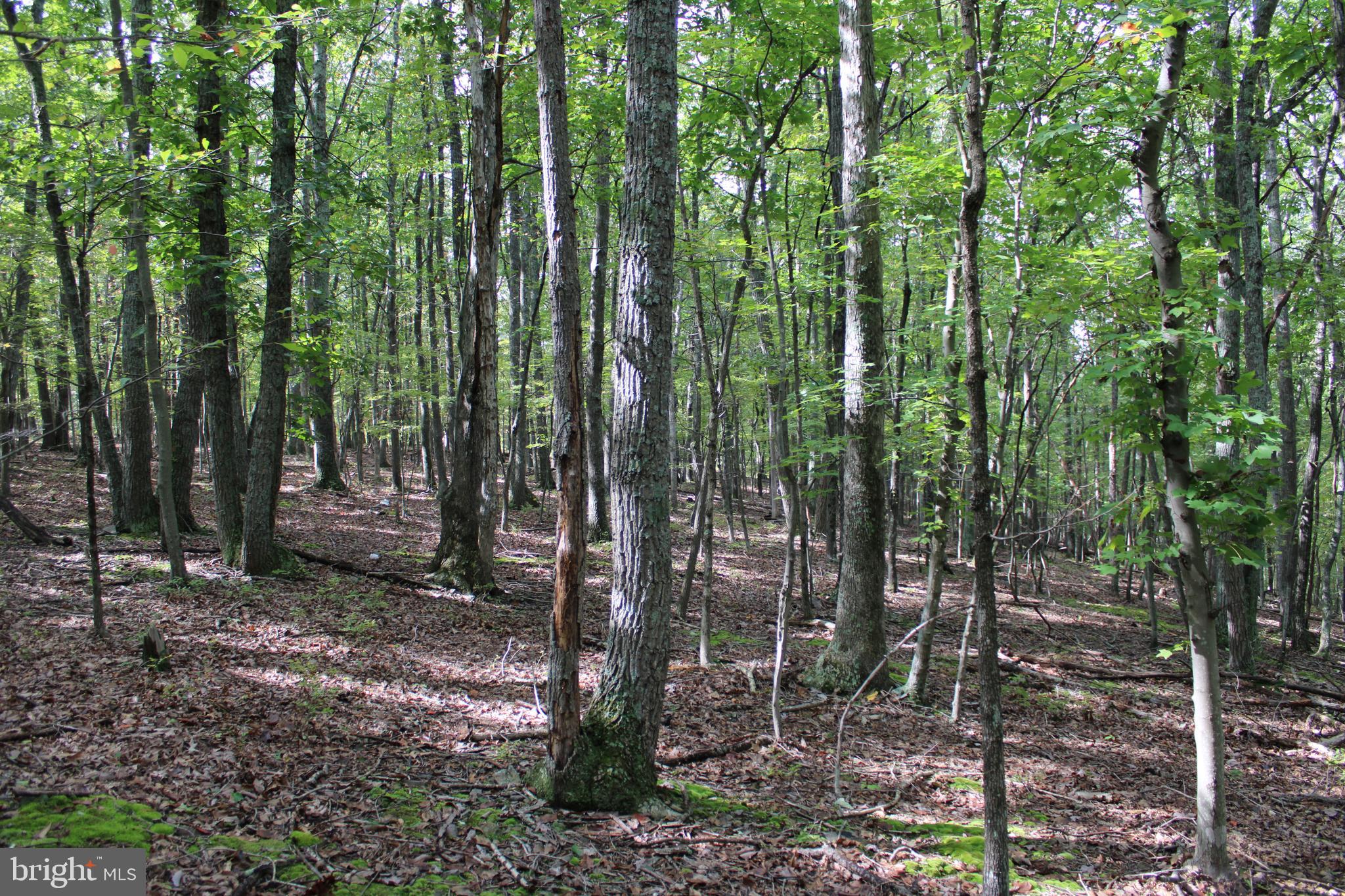 CEDAR GROVE ESTATES - Land