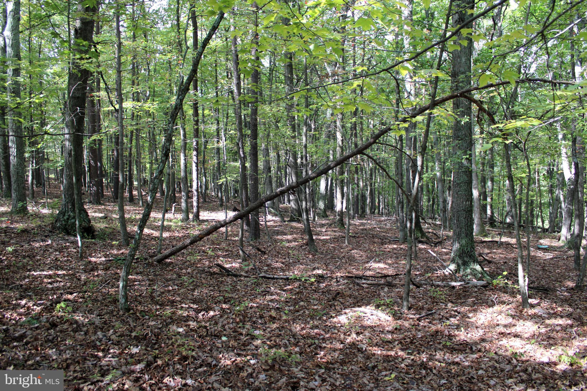 CEDAR GROVE ESTATES - Land